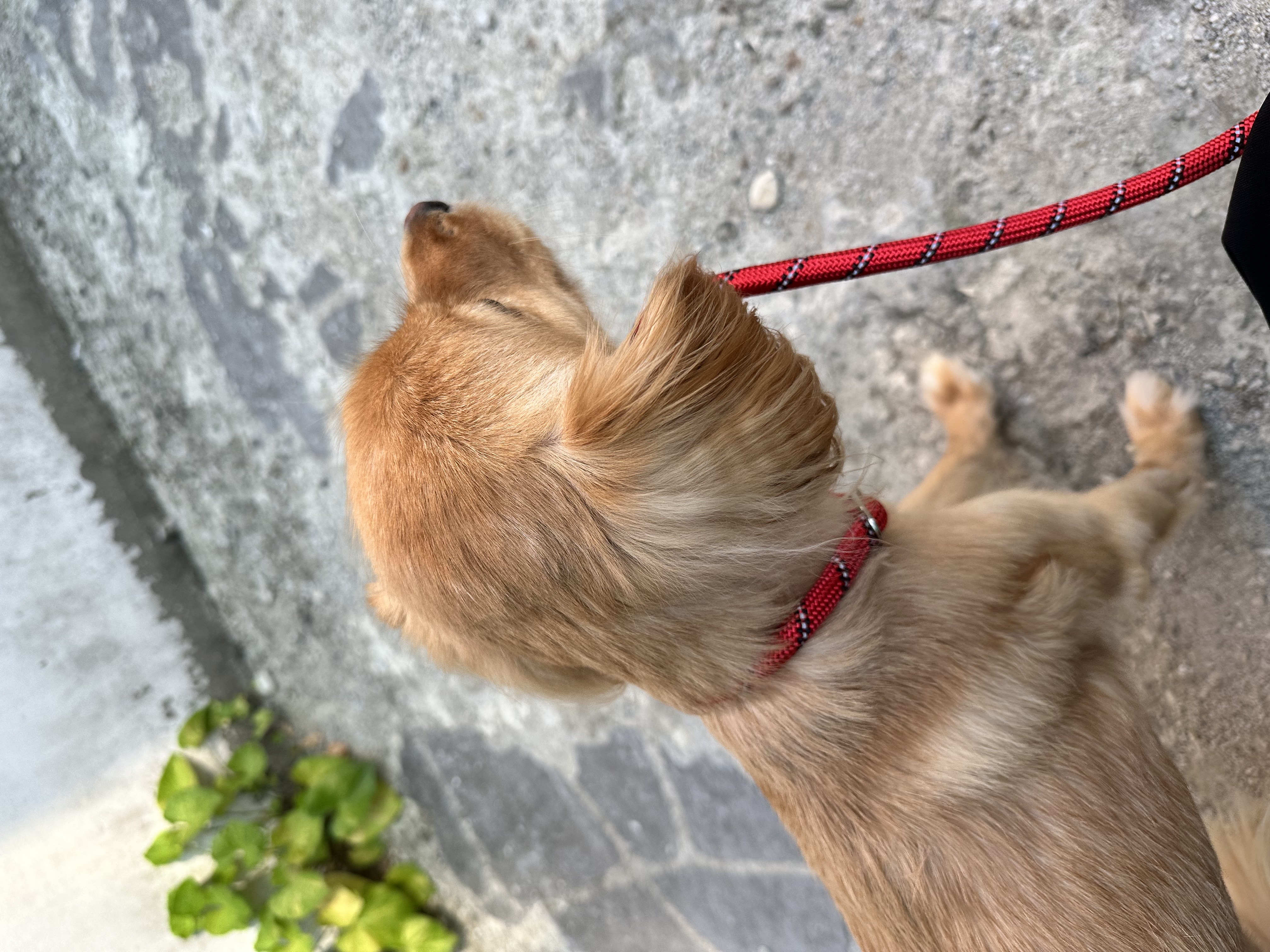 아코와 한달째 함께하는 일상