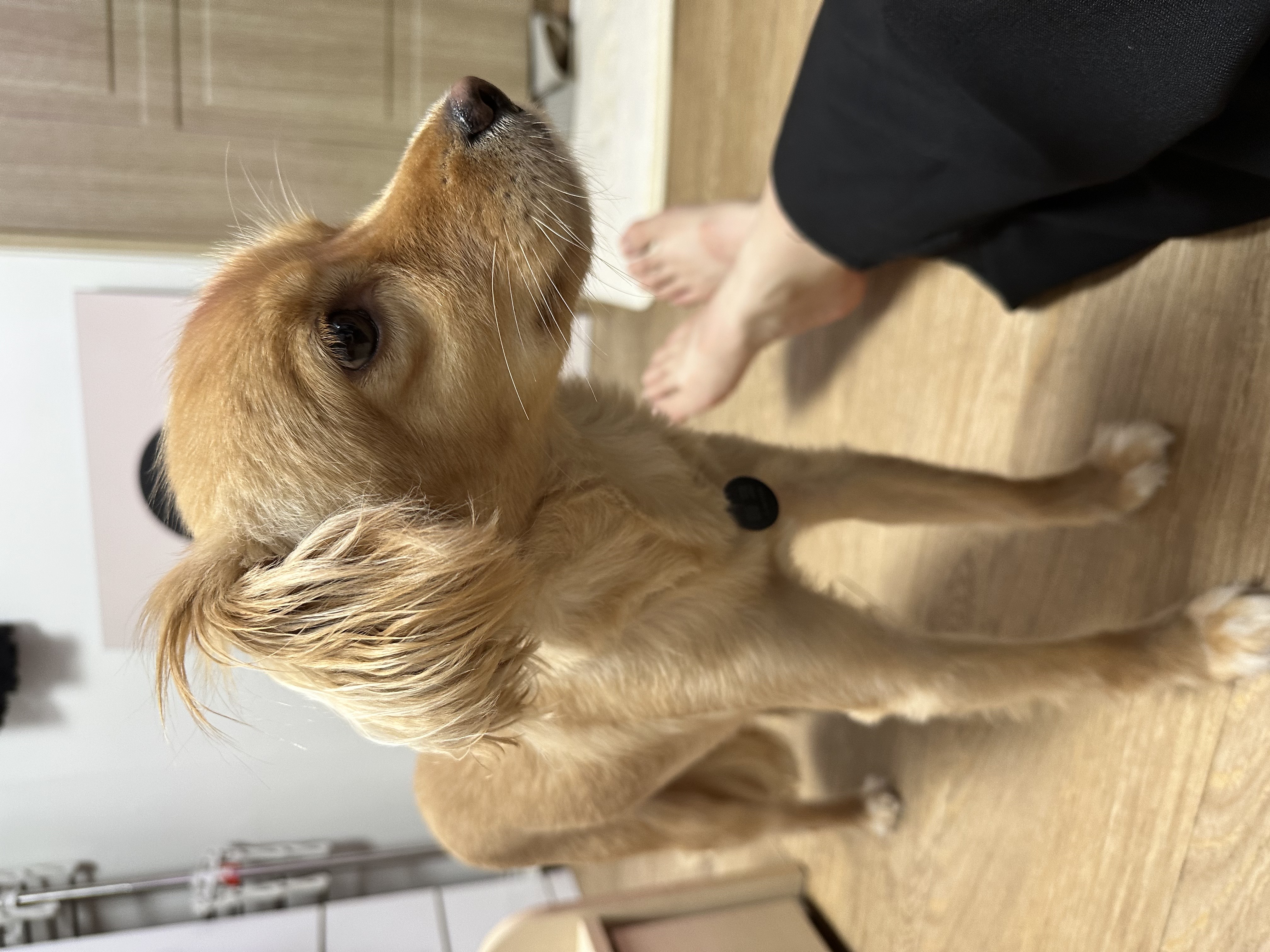 아코와 한달째 함께하는 일상