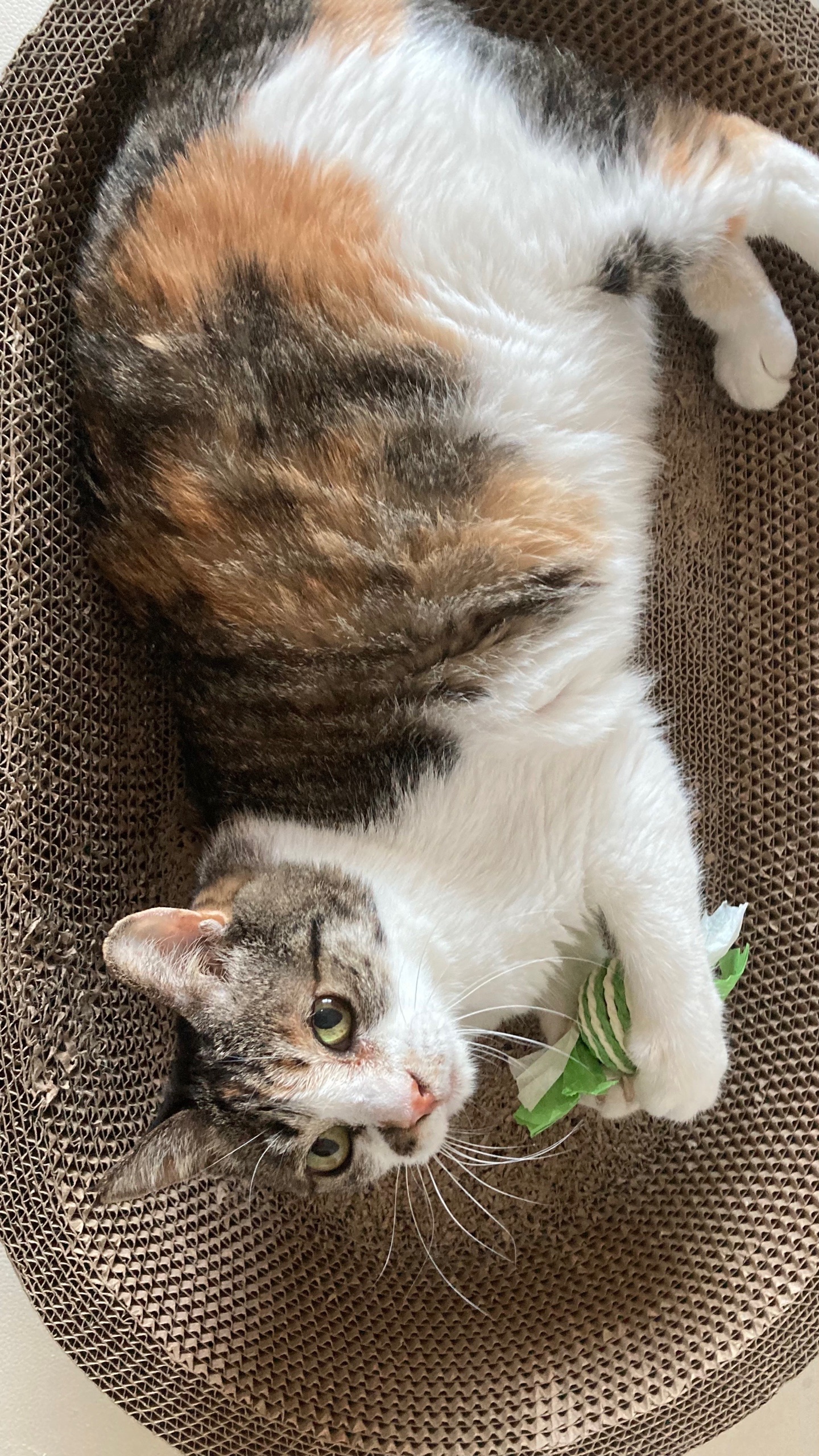 티니 인스타오픈