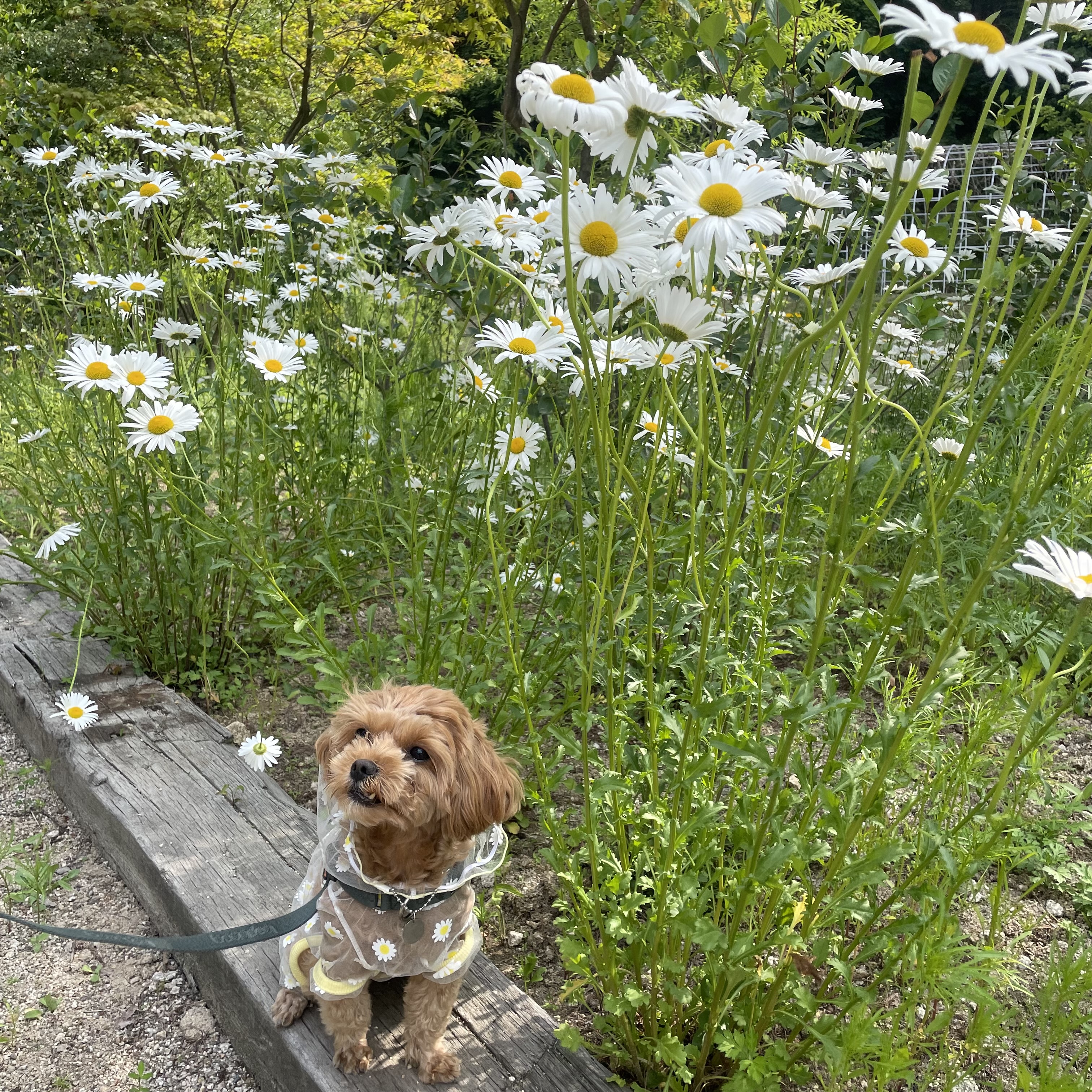 온느(봉봉이) 입양 세 달 후기입니다:)