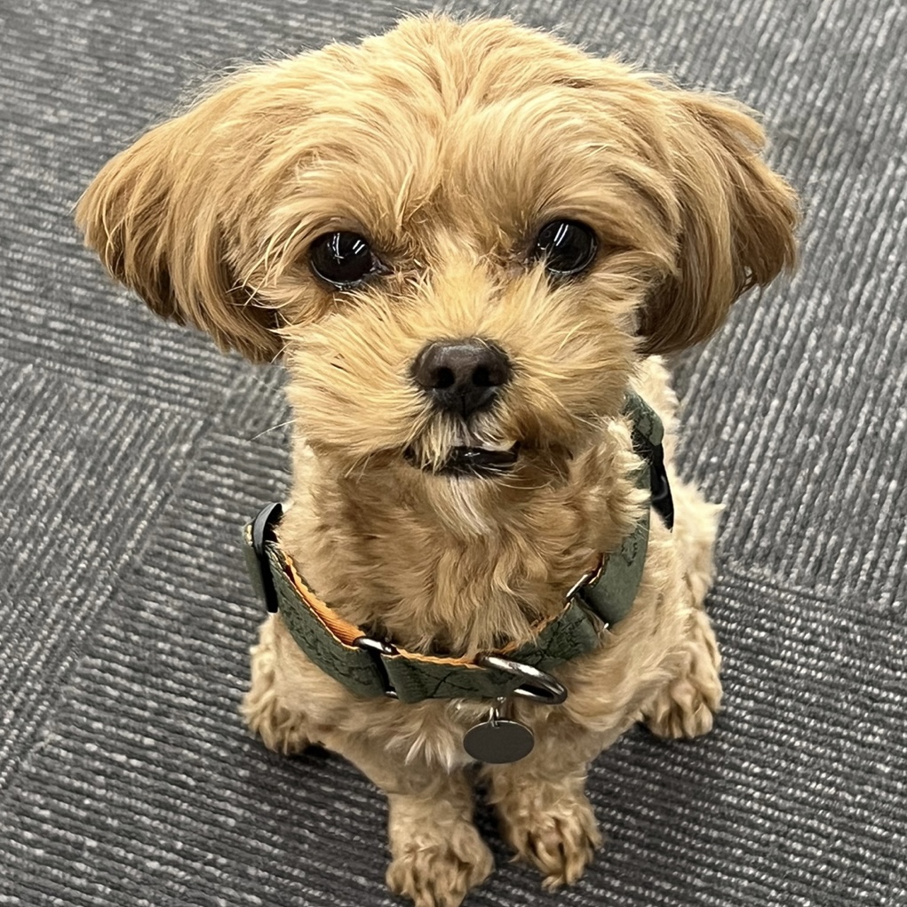 온느(봉봉이) 입양 세 달 후기입니다:)