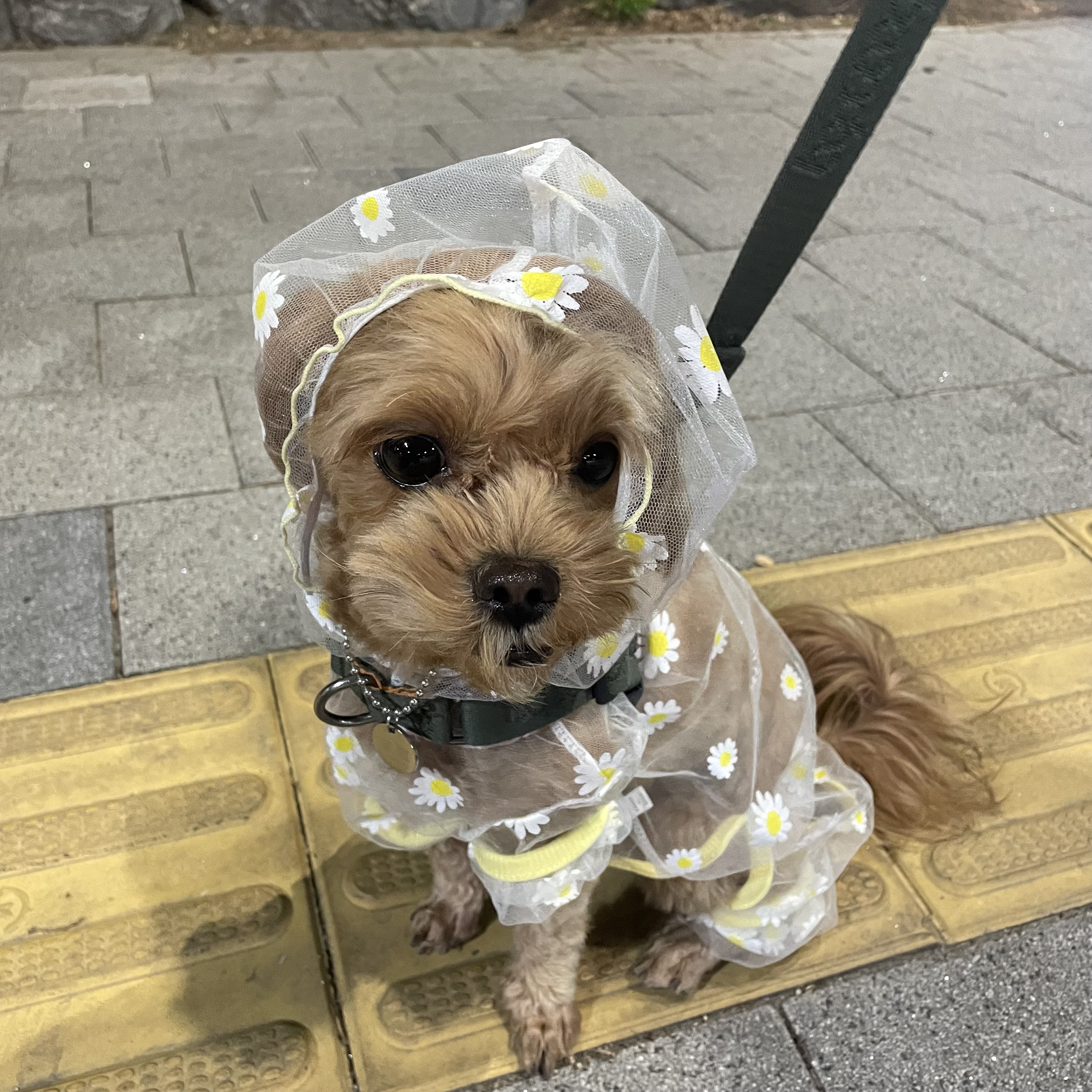 온느(봉봉이) 입양 세 달 후기입니다:)