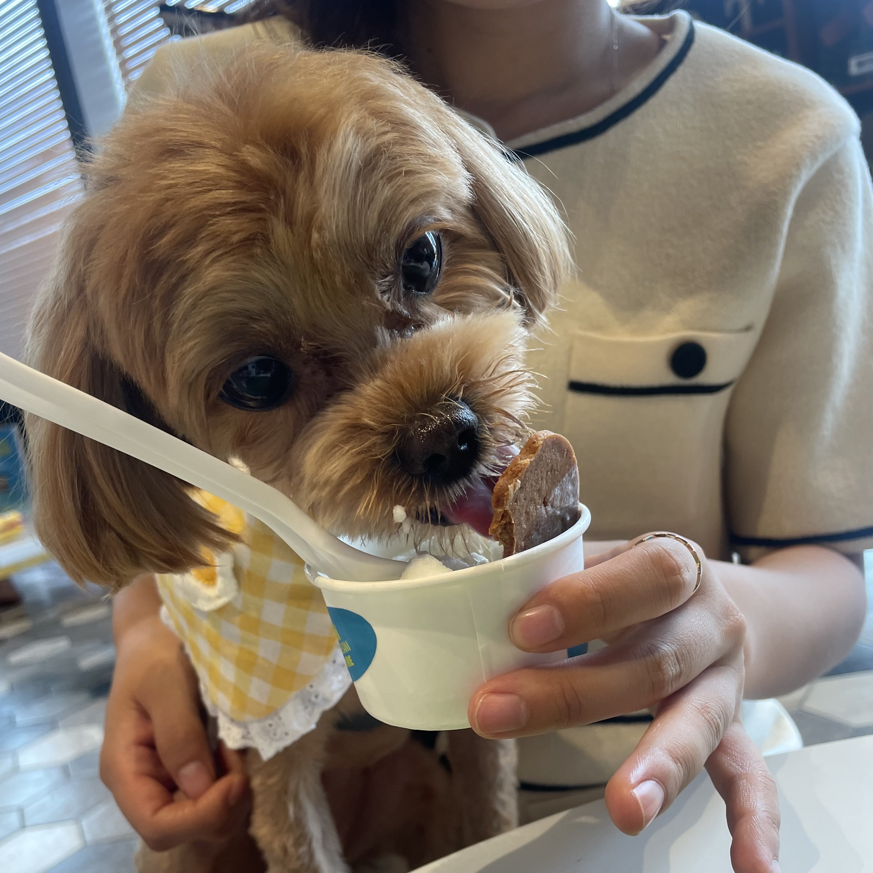 온느(봉봉이) 입양 세 달 후기입니다:)