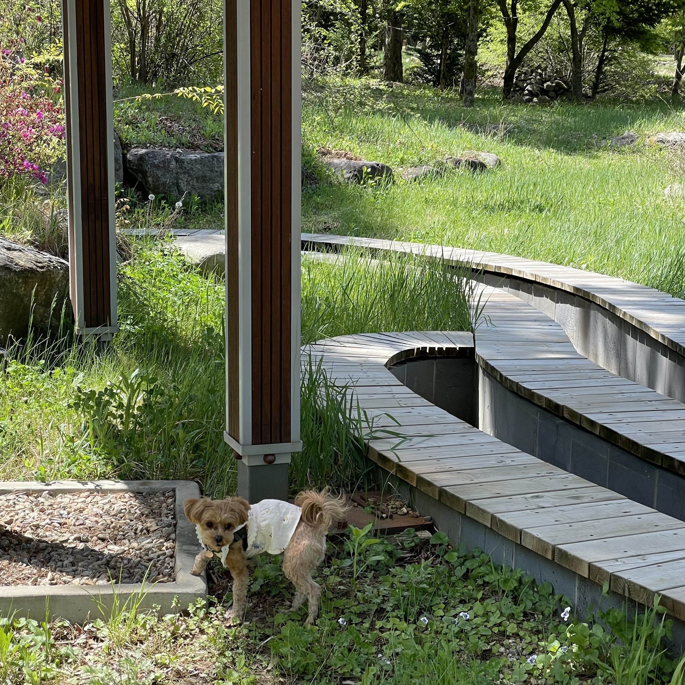 온느(봉봉이) 입양 세 달 후기입니다:)