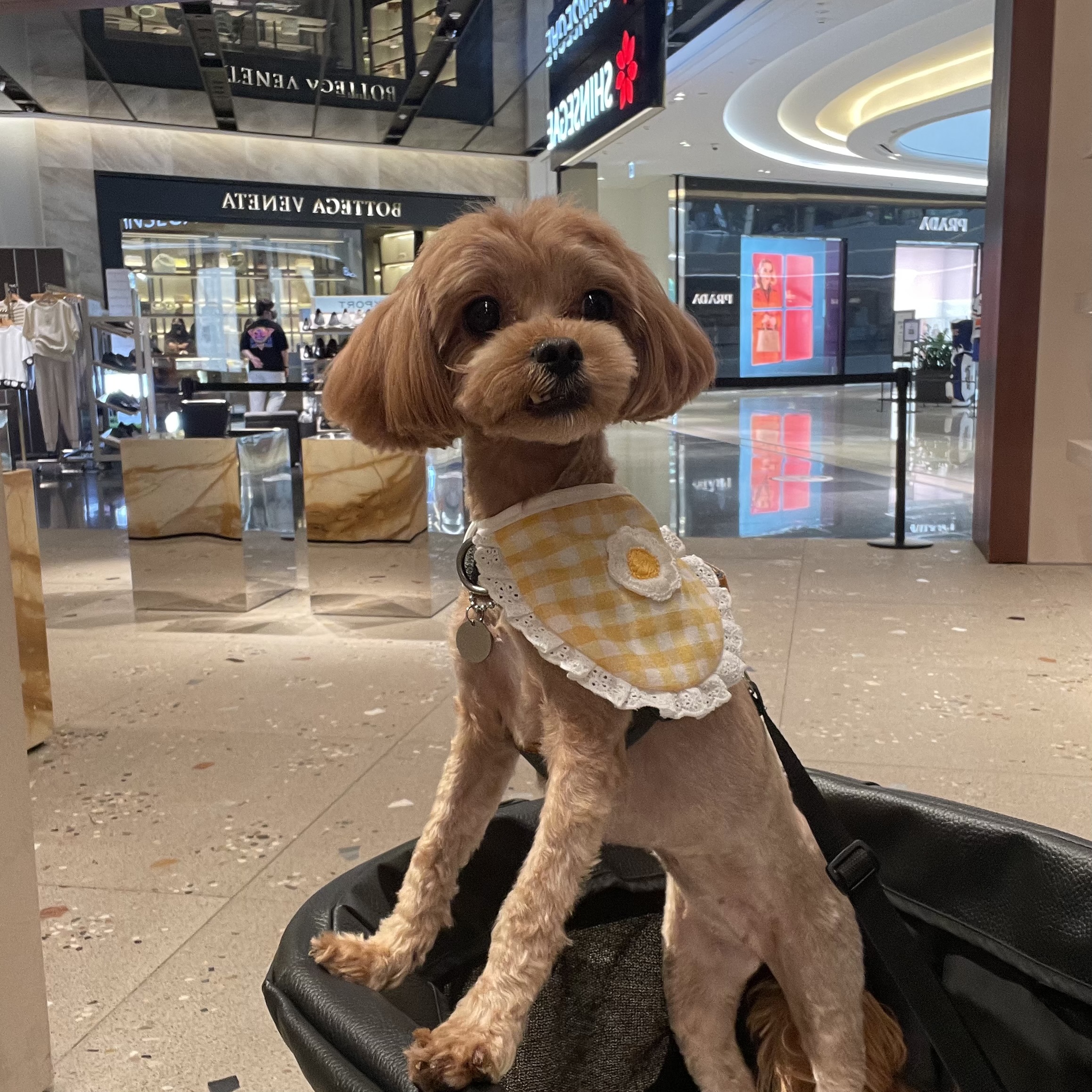 온느(봉봉이) 입양 세 달 후기입니다:)