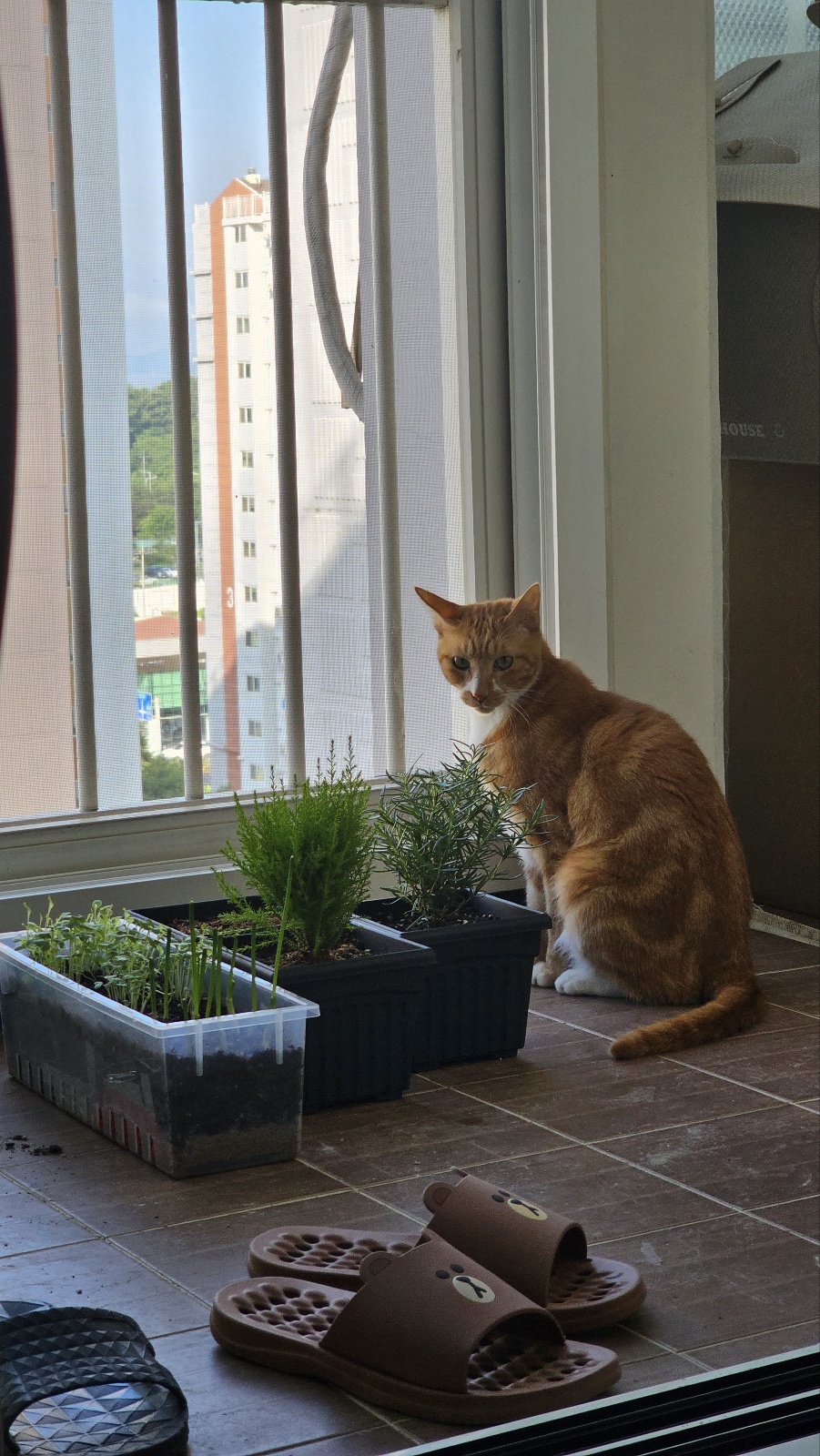 필구 정식입양 후