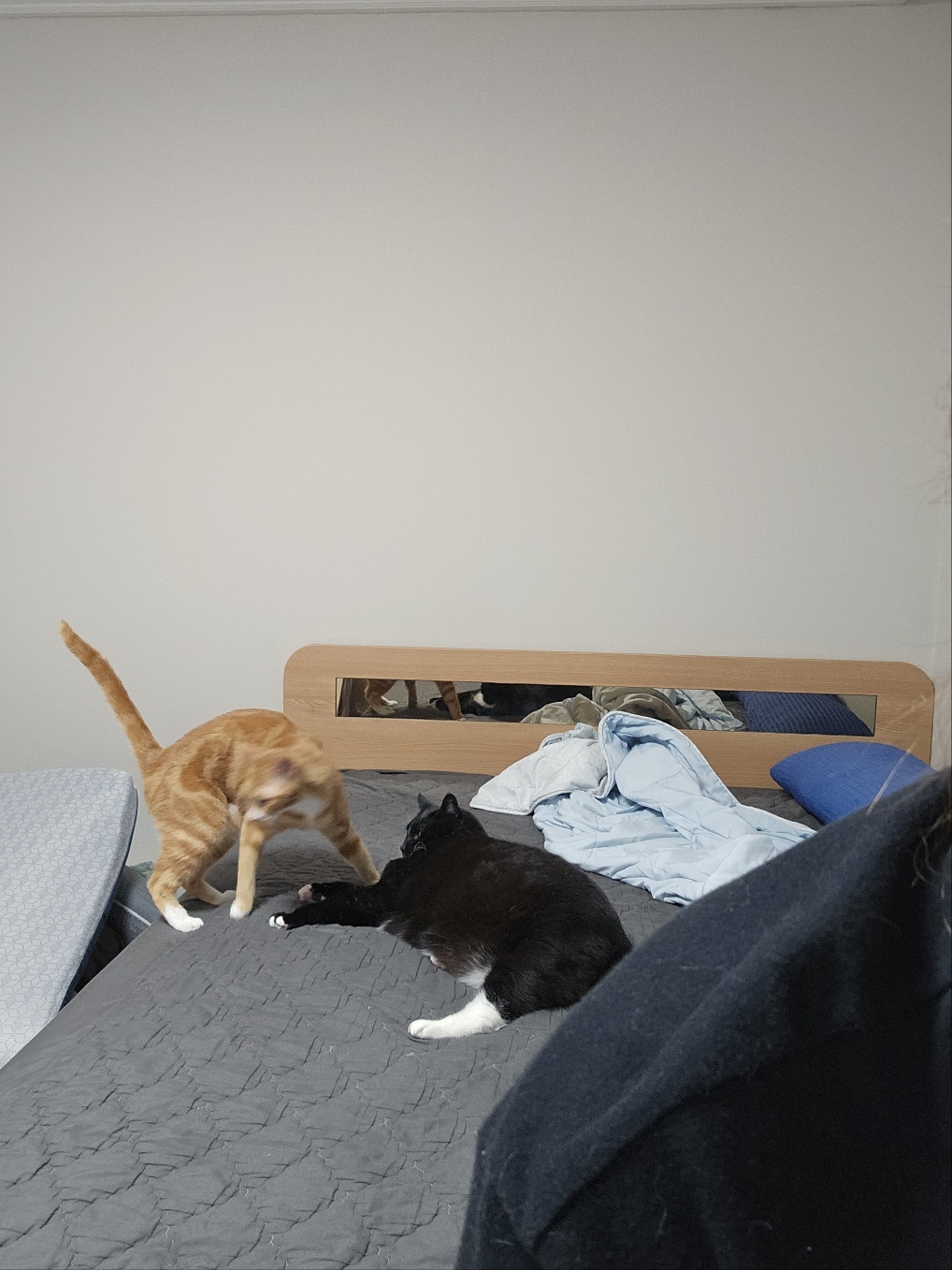 필구 정식입양 후