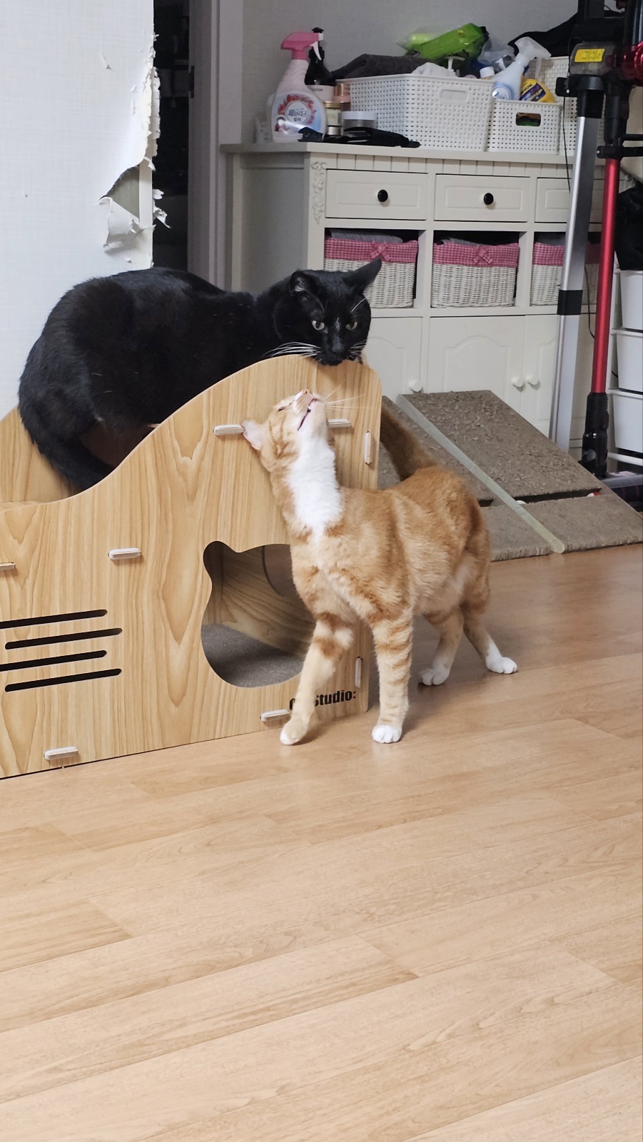 필구 정식입양 후