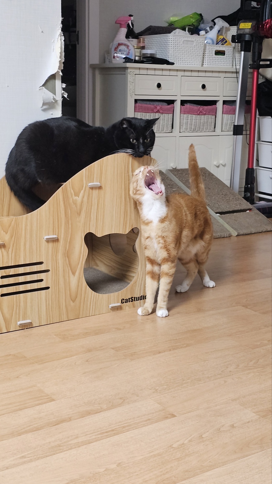 필구 정식입양 후