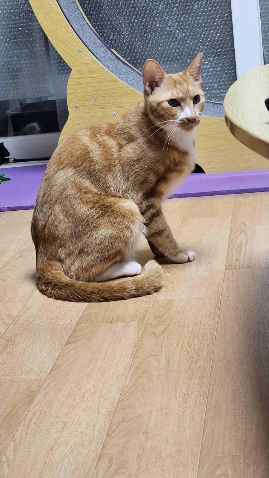 필구 정식입양 후