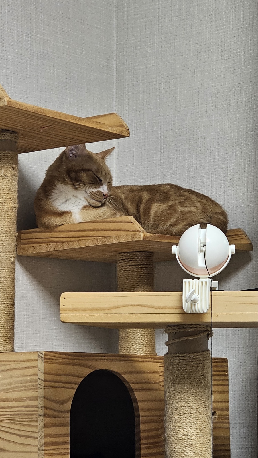 필구 정식입양 후