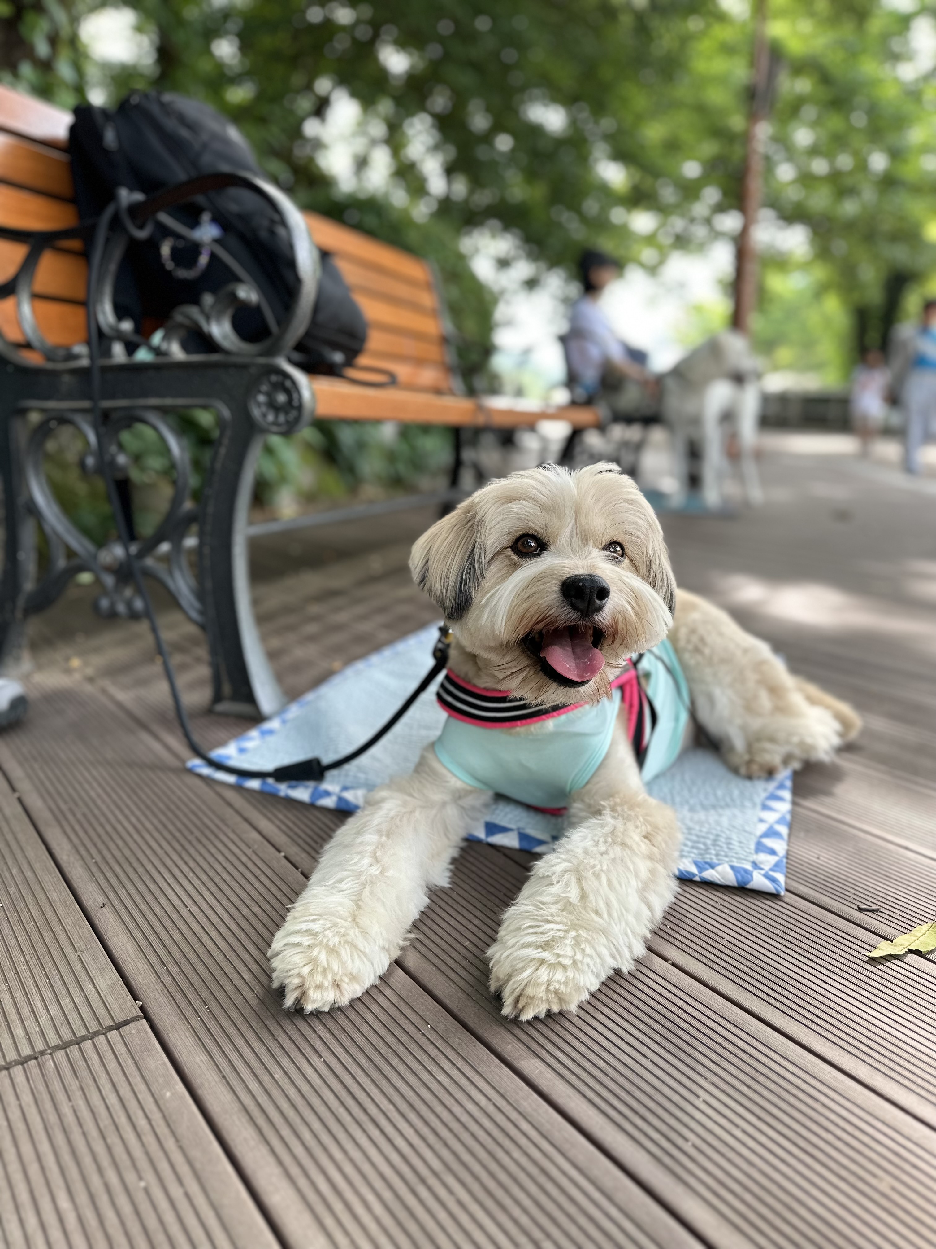 봉구 8살 생일입니다 