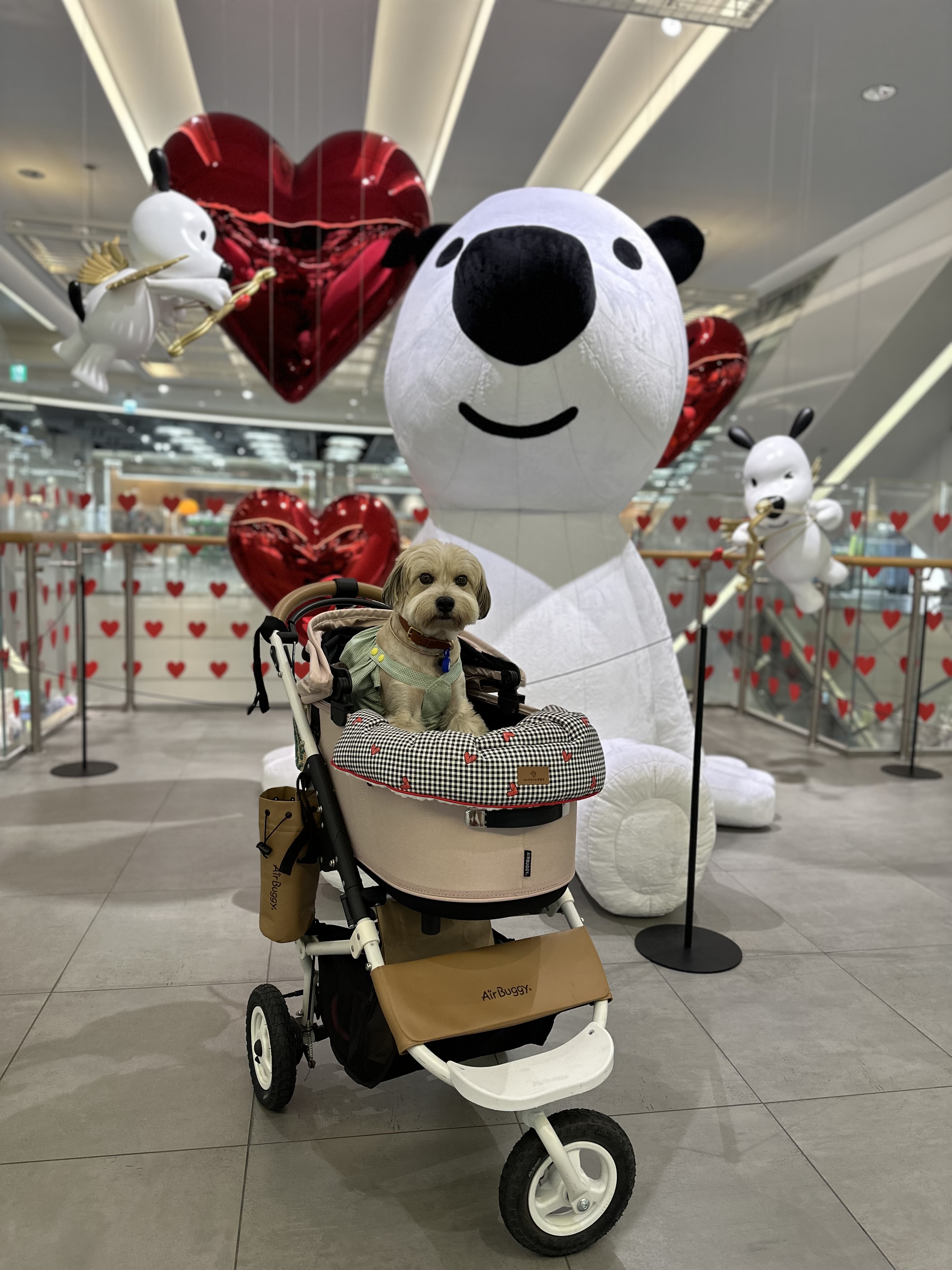 봉구 8살 생일입니다 