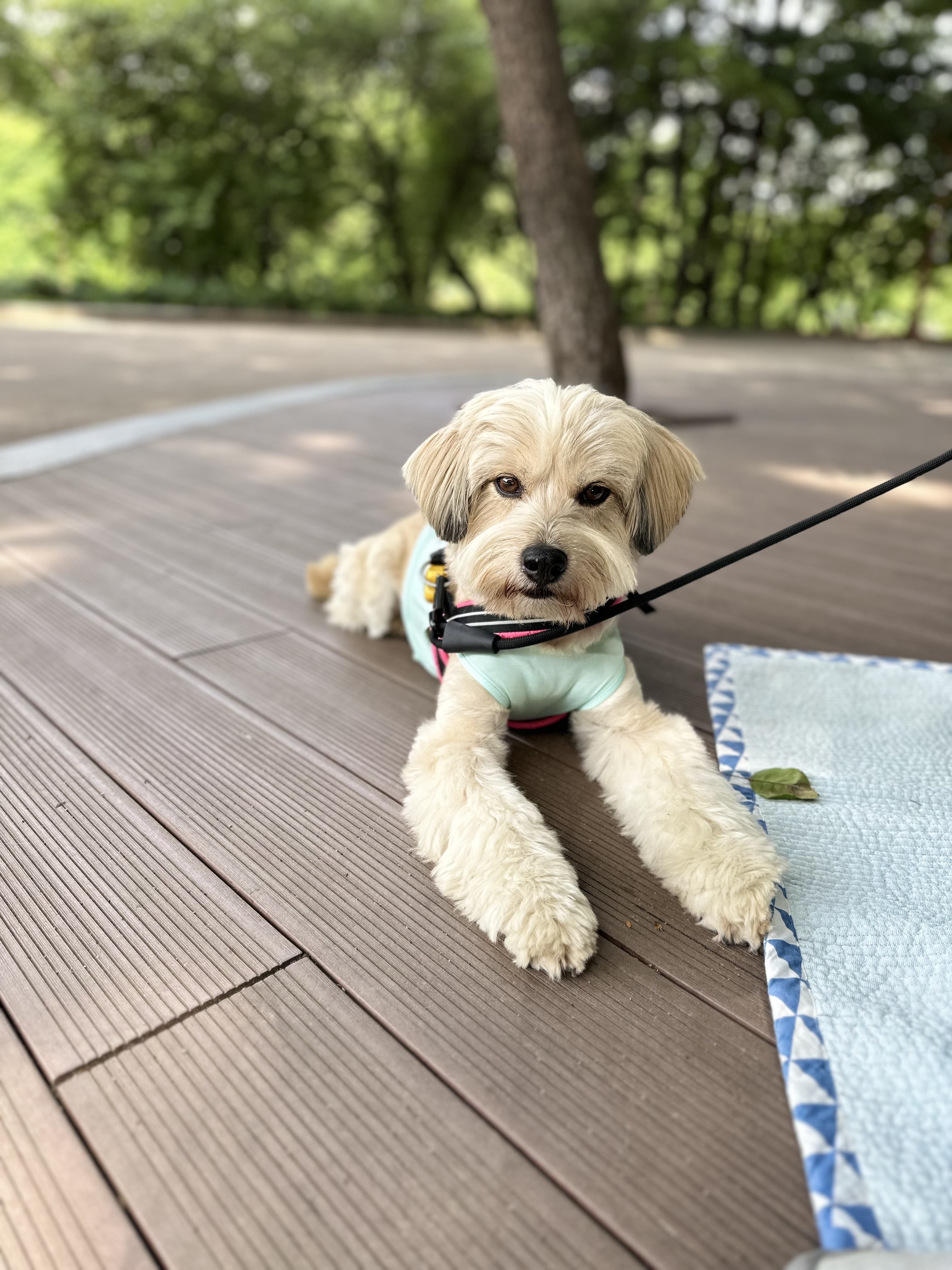 봉구 8살 생일입니다 