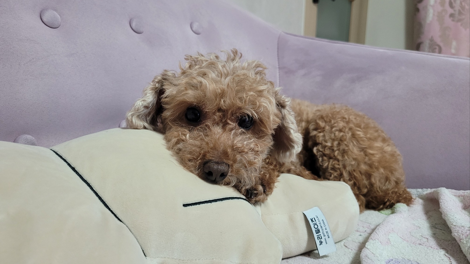 시흥번식장화재 구조견 '천안 사랑이' 소식 올려드립니다.