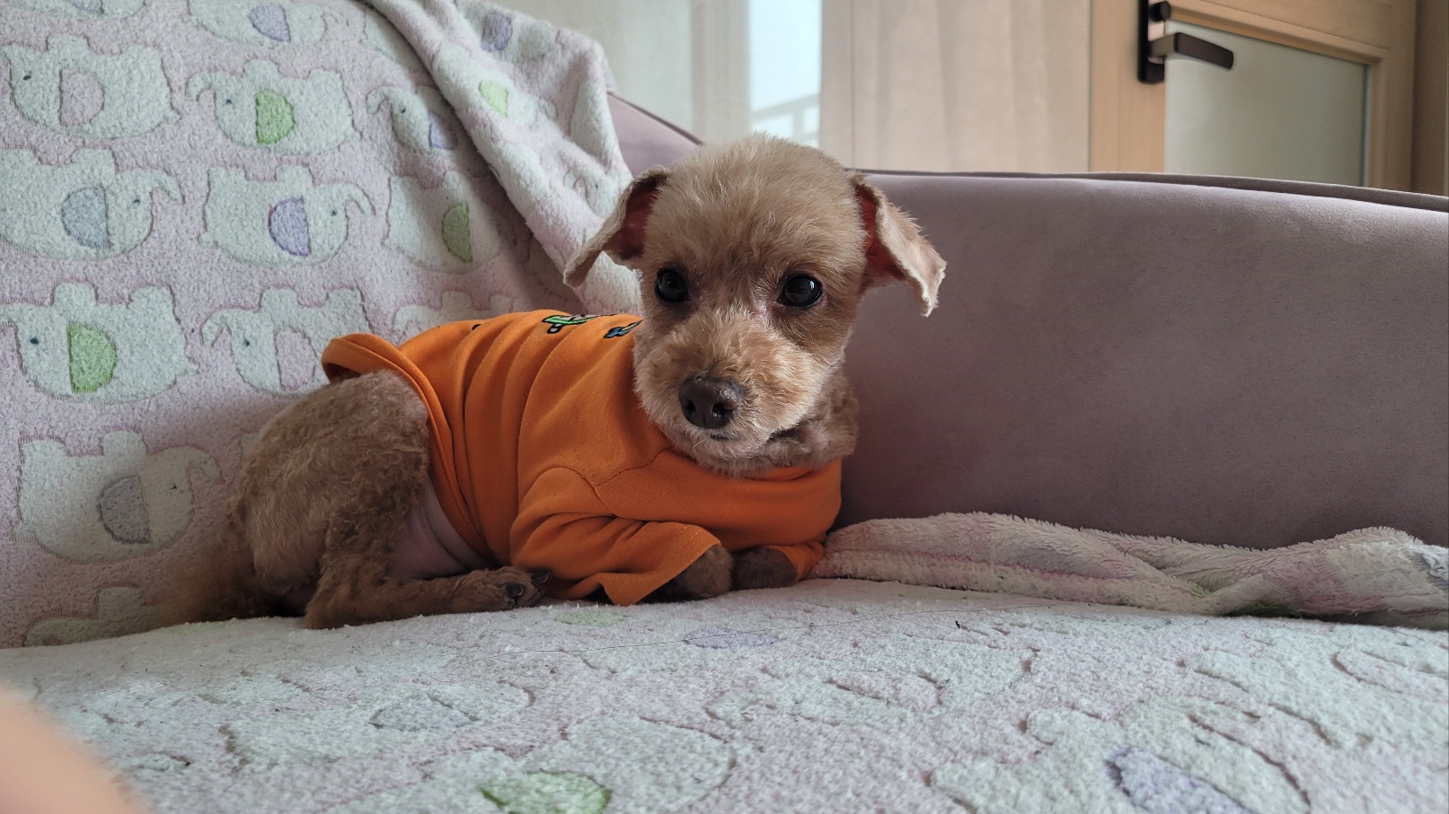 시흥번식장화재 구조견 '천안 사랑이' 소식 올려드립니다.