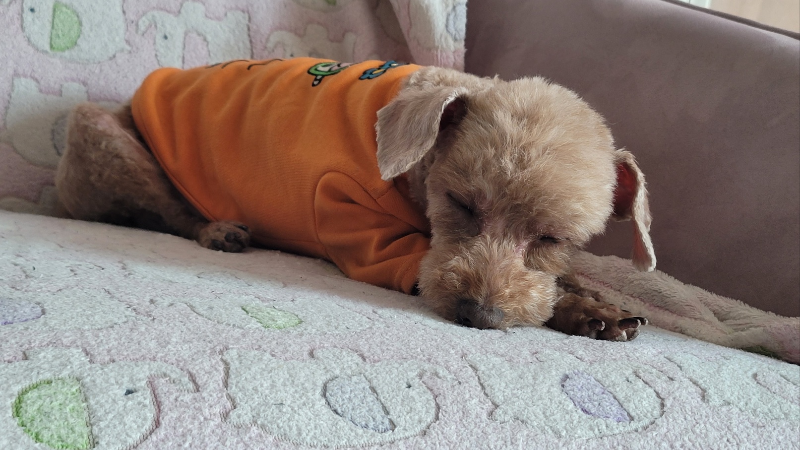 시흥번식장화재 구조견 '천안 사랑이' 소식 올려드립니다.