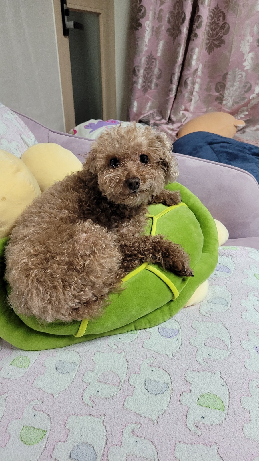 시흥번식장화재 구조견 '천안 사랑이' 소식 올려드립니다.