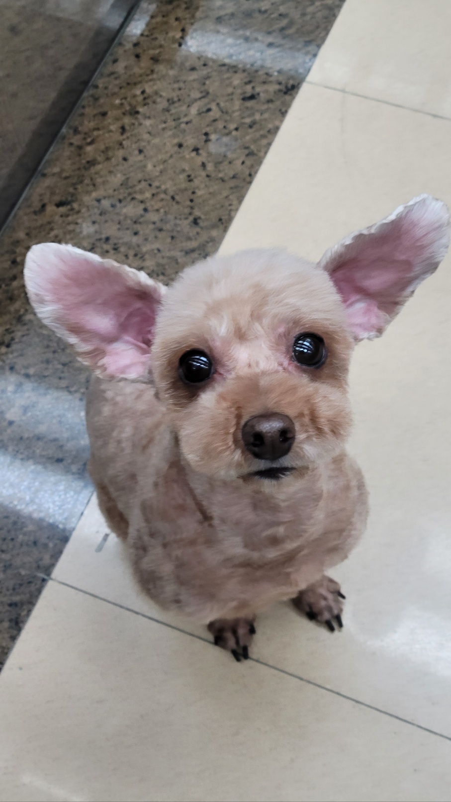 시흥번식장화재 구조견 '천안 사랑이' 소식 올려드립니다.