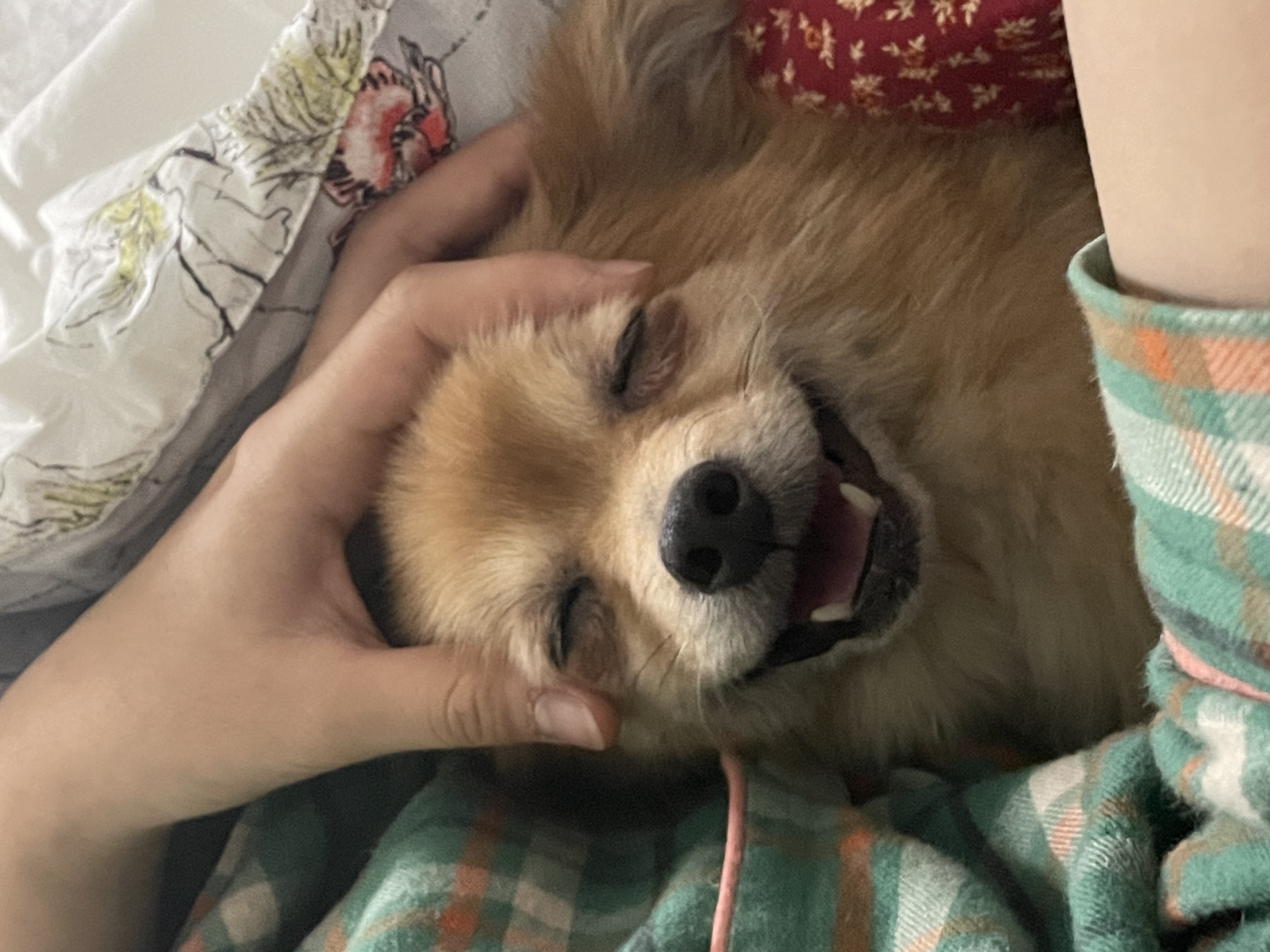 티거(곤지암2-워터)와 벌써 이년!