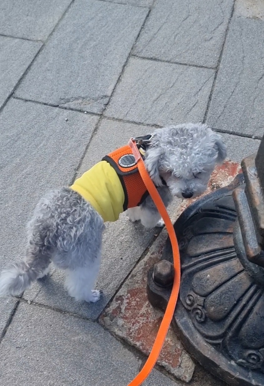 [임보] 💖달록이 와의 한달...가족을 찾아요~😊