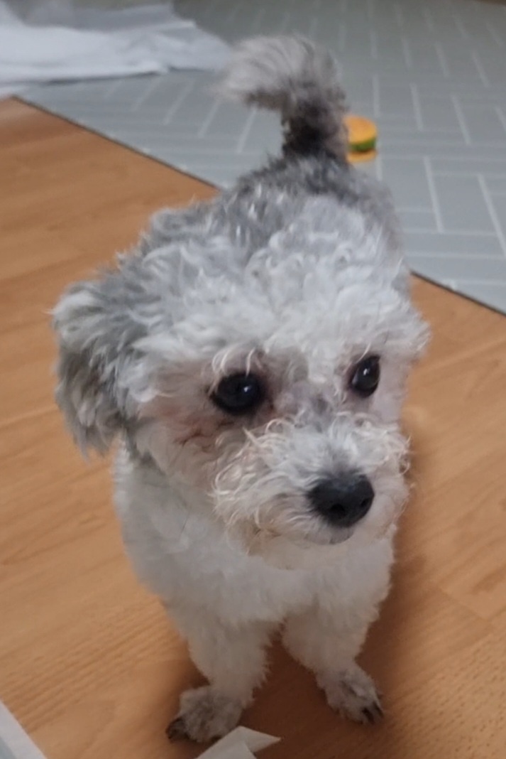 [임보] 💖달록이 와의 한달...가족을 찾아요~😊