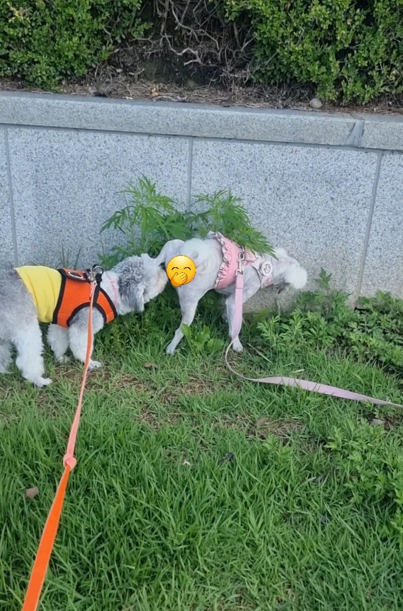 [임보] 💖달록이 와의 한달...가족을 찾아요~😊