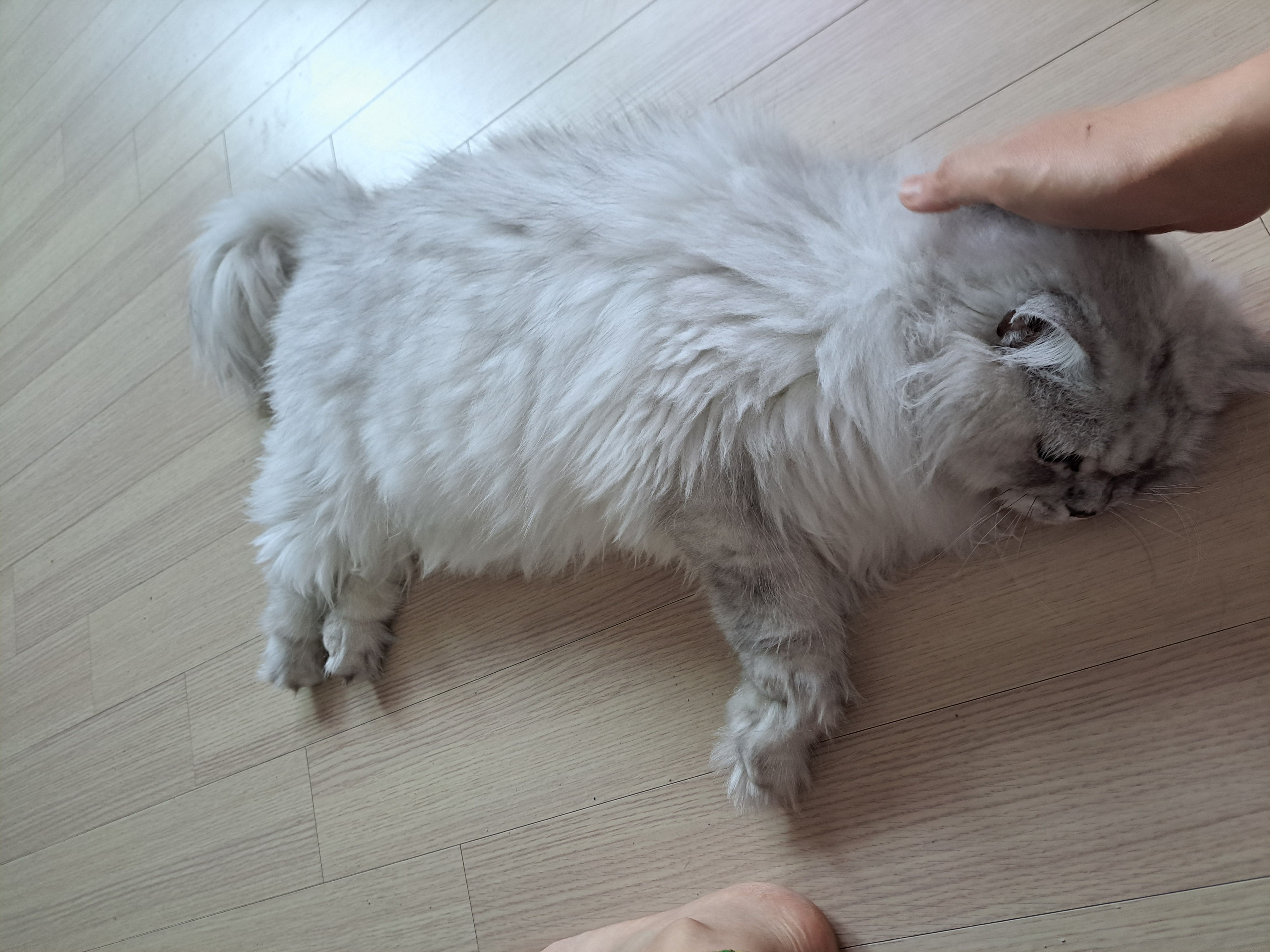 시루(시아) 입양이야기^^