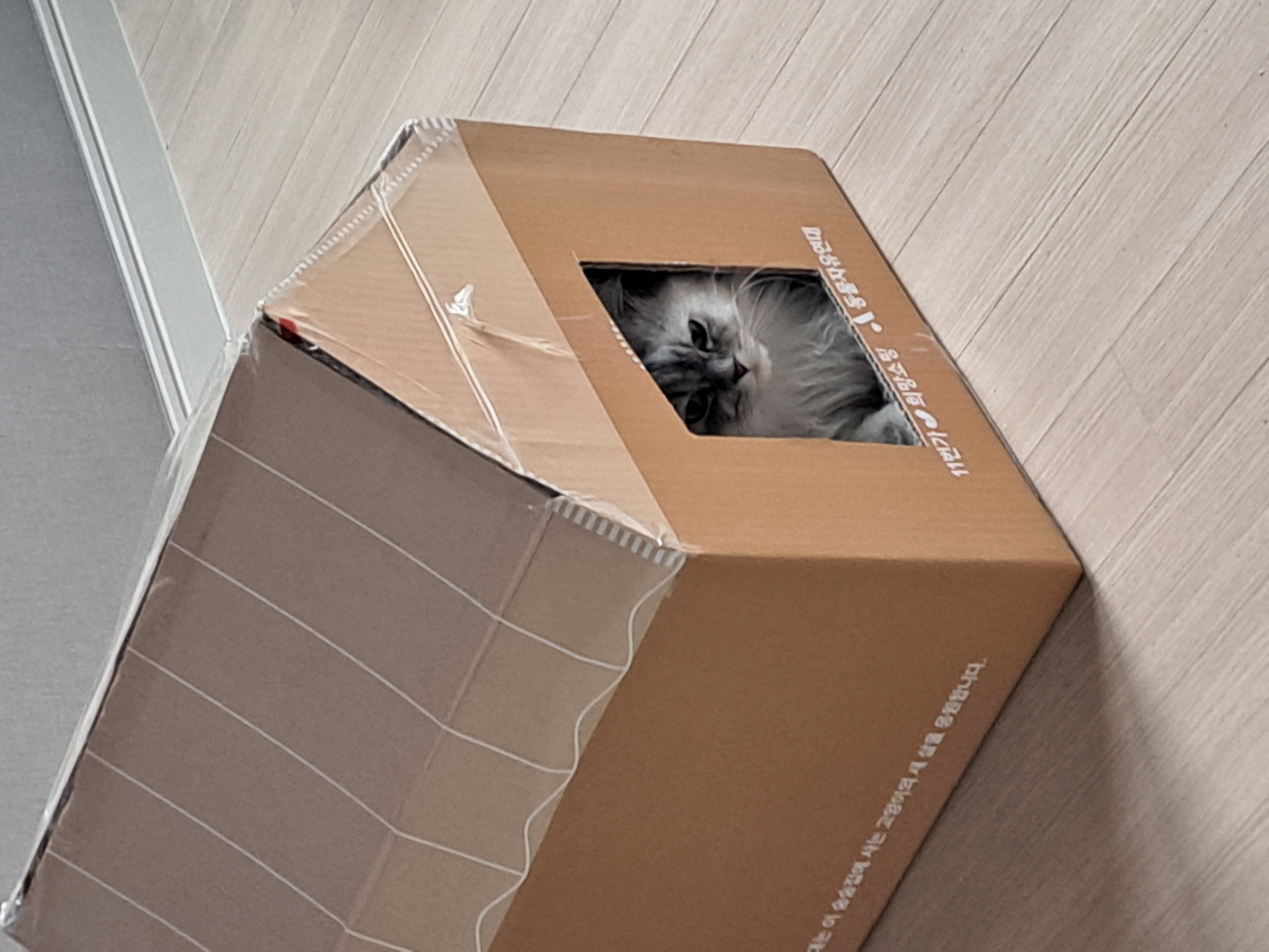 시루(시아) 입양이야기^^