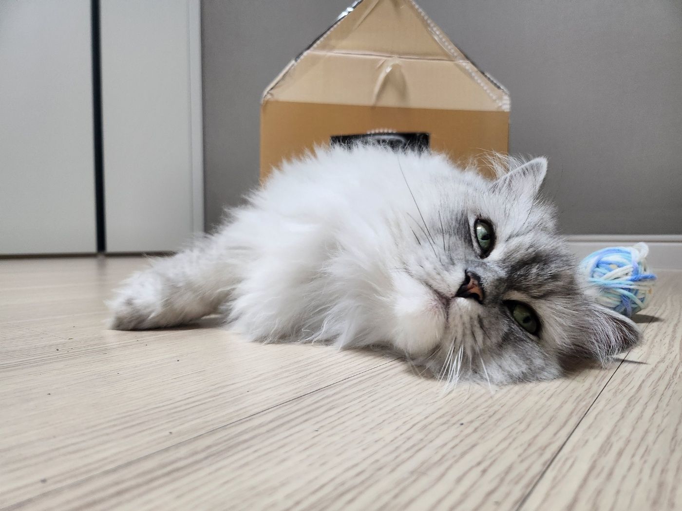 시루(시아) 입양이야기^^