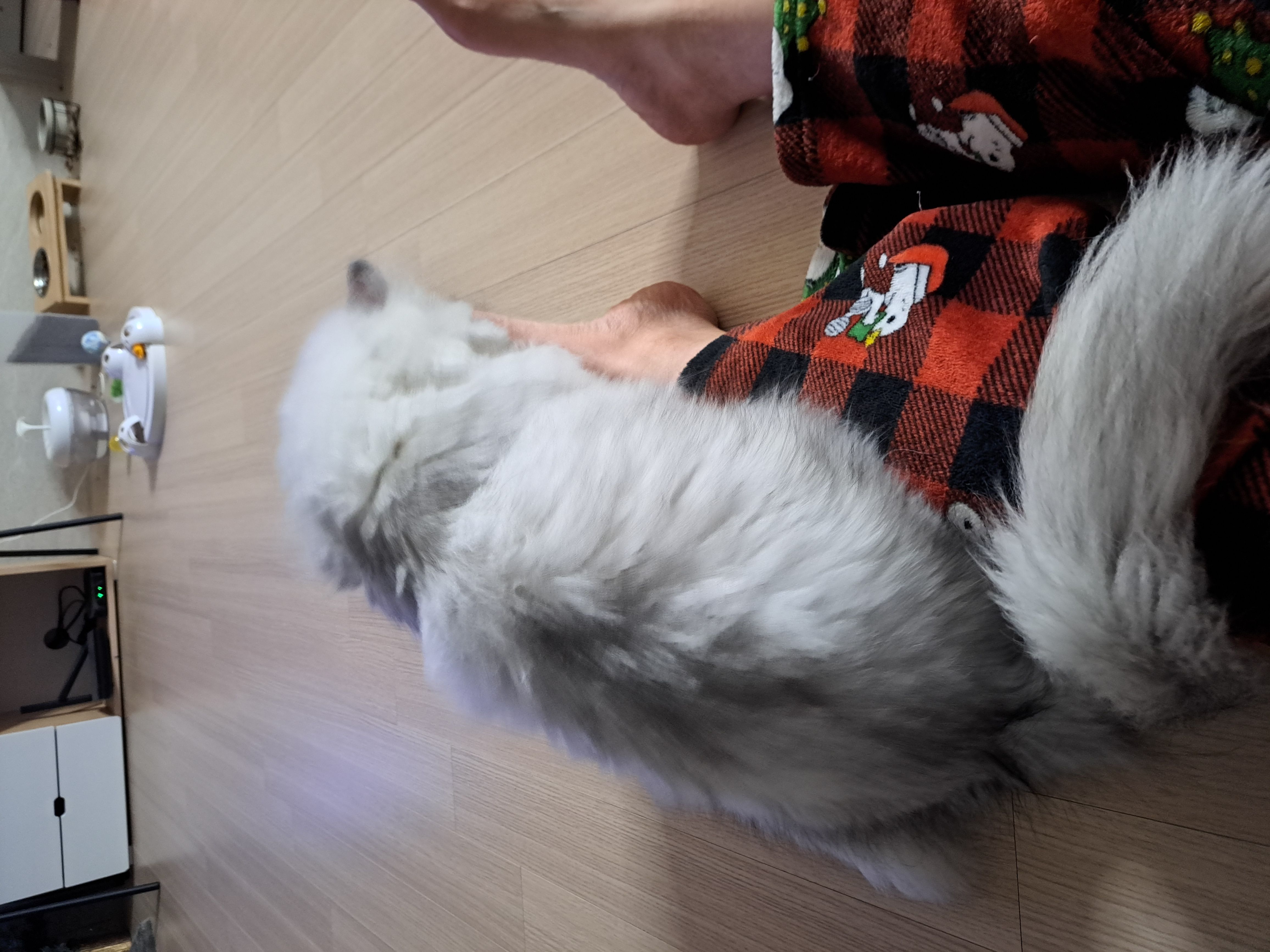 시루(시아) 입양이야기^^