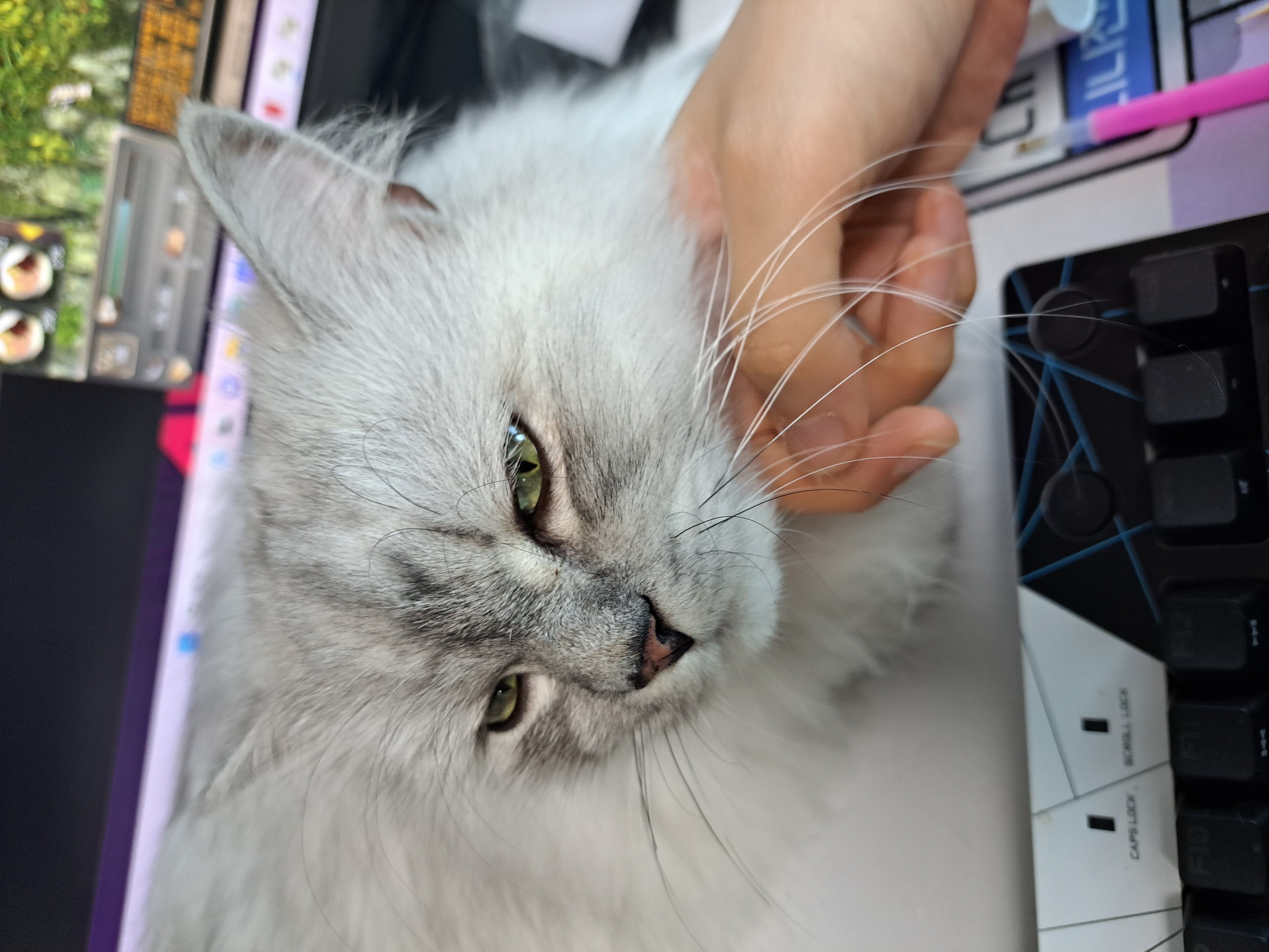 시루(시아) 입양이야기^^