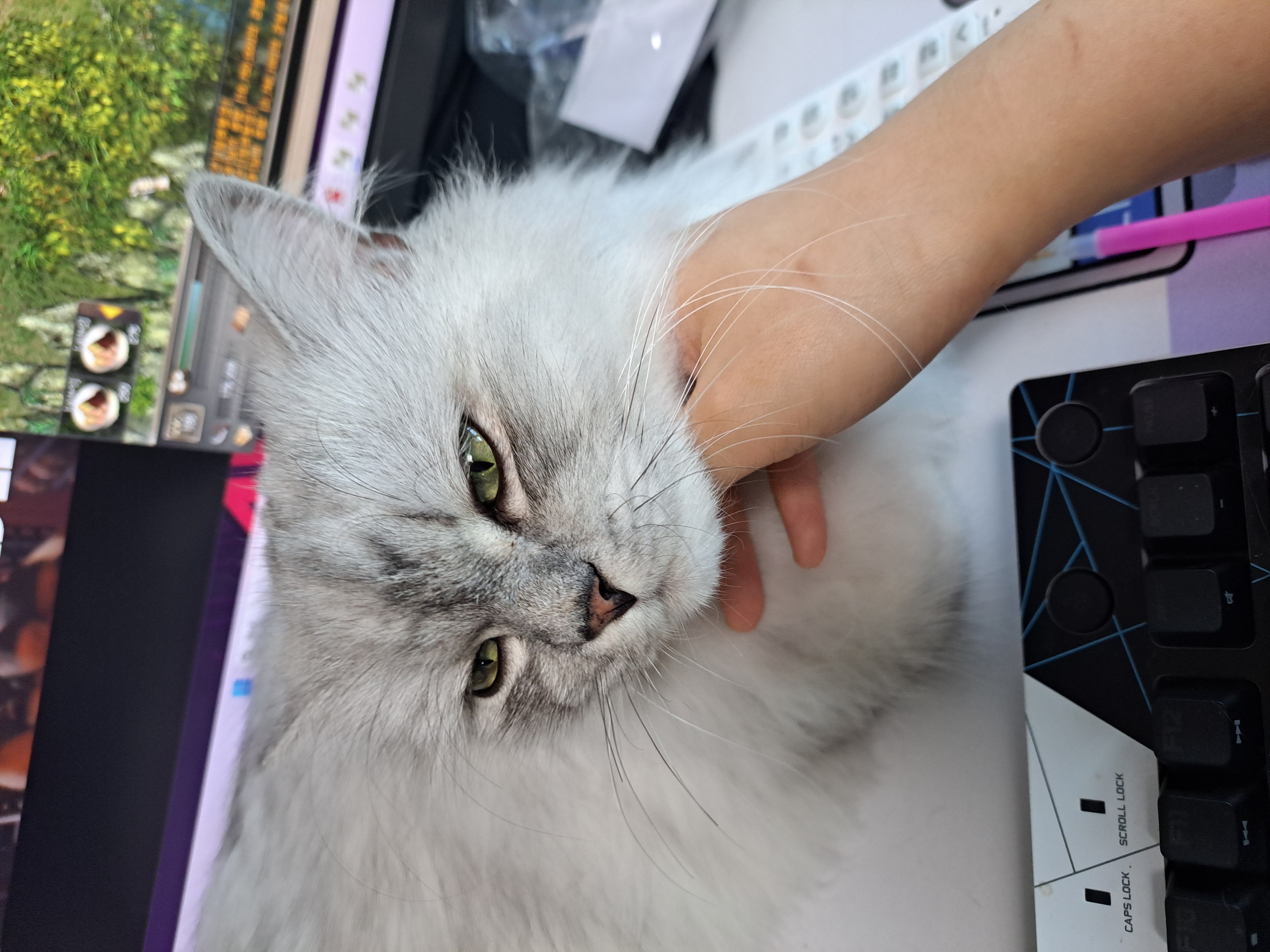 시루(시아) 입양이야기^^