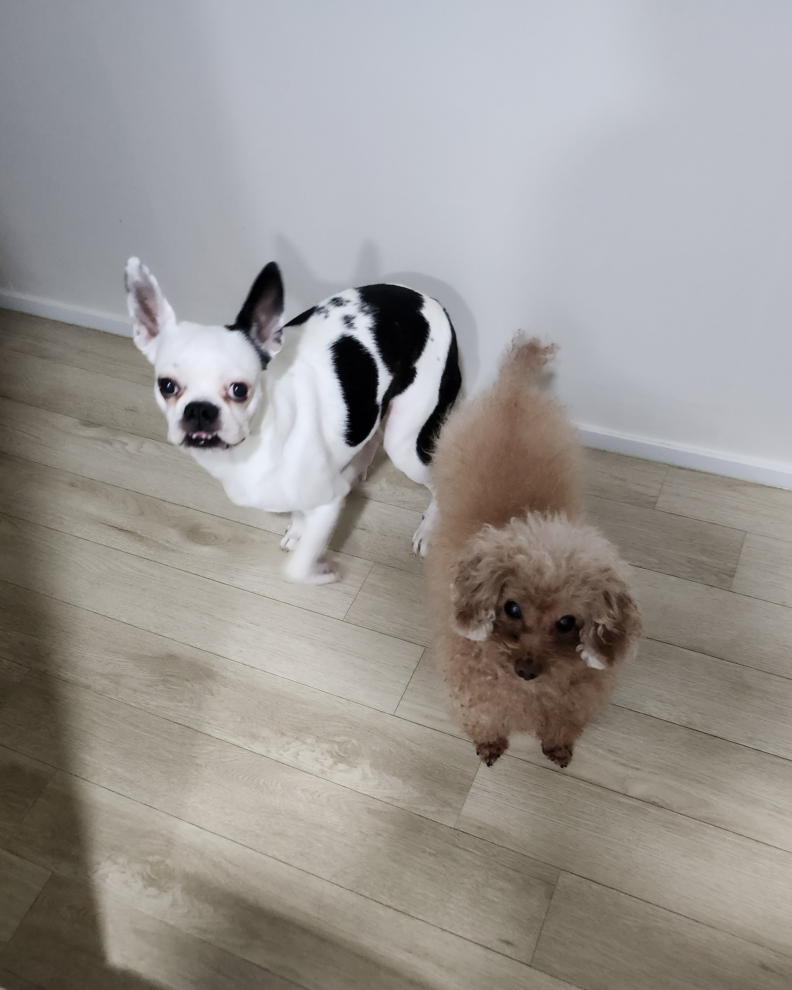 아인이(애디) 1년차 입양후기