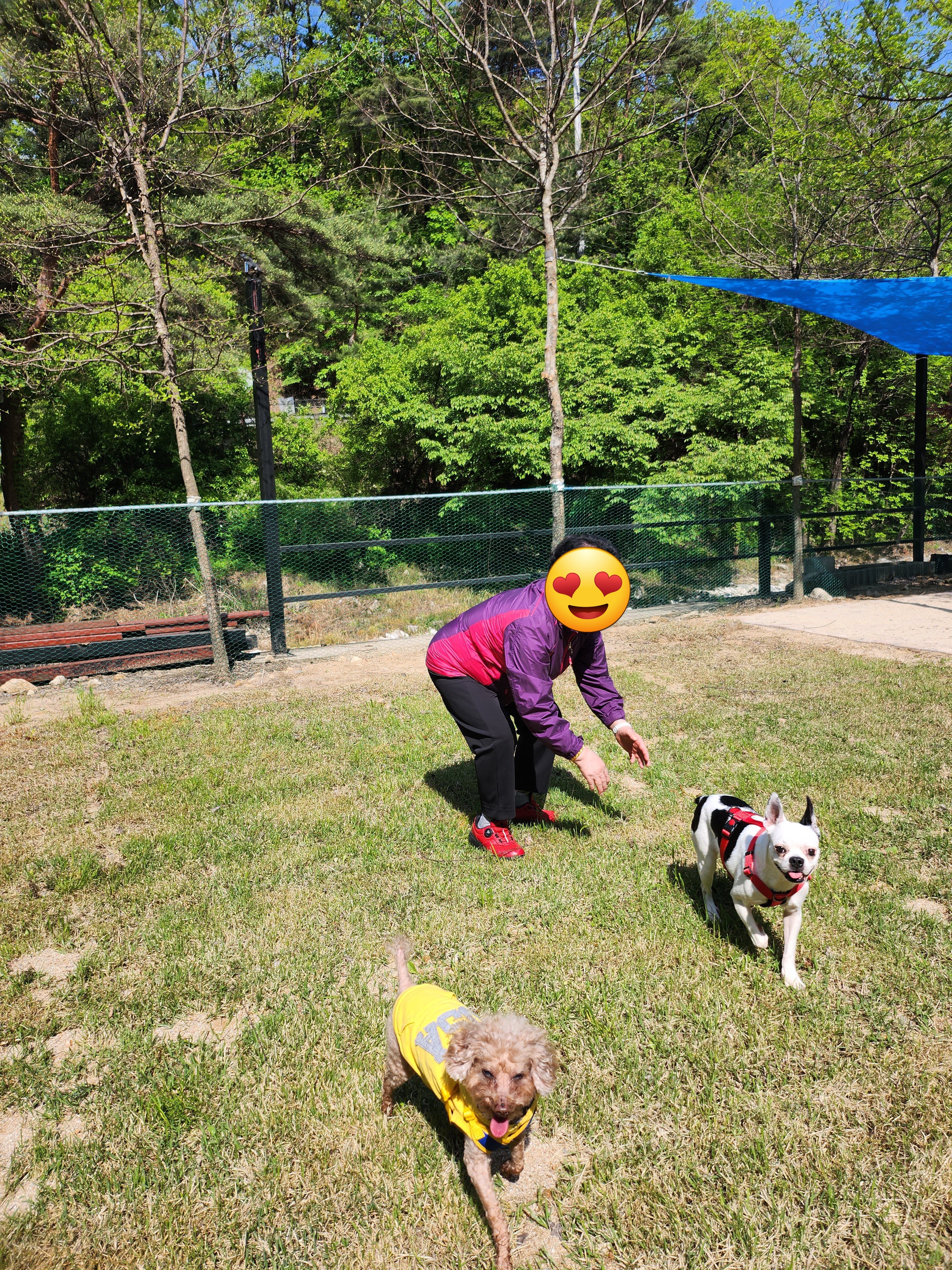 아인이(애디) 1년차 입양후기