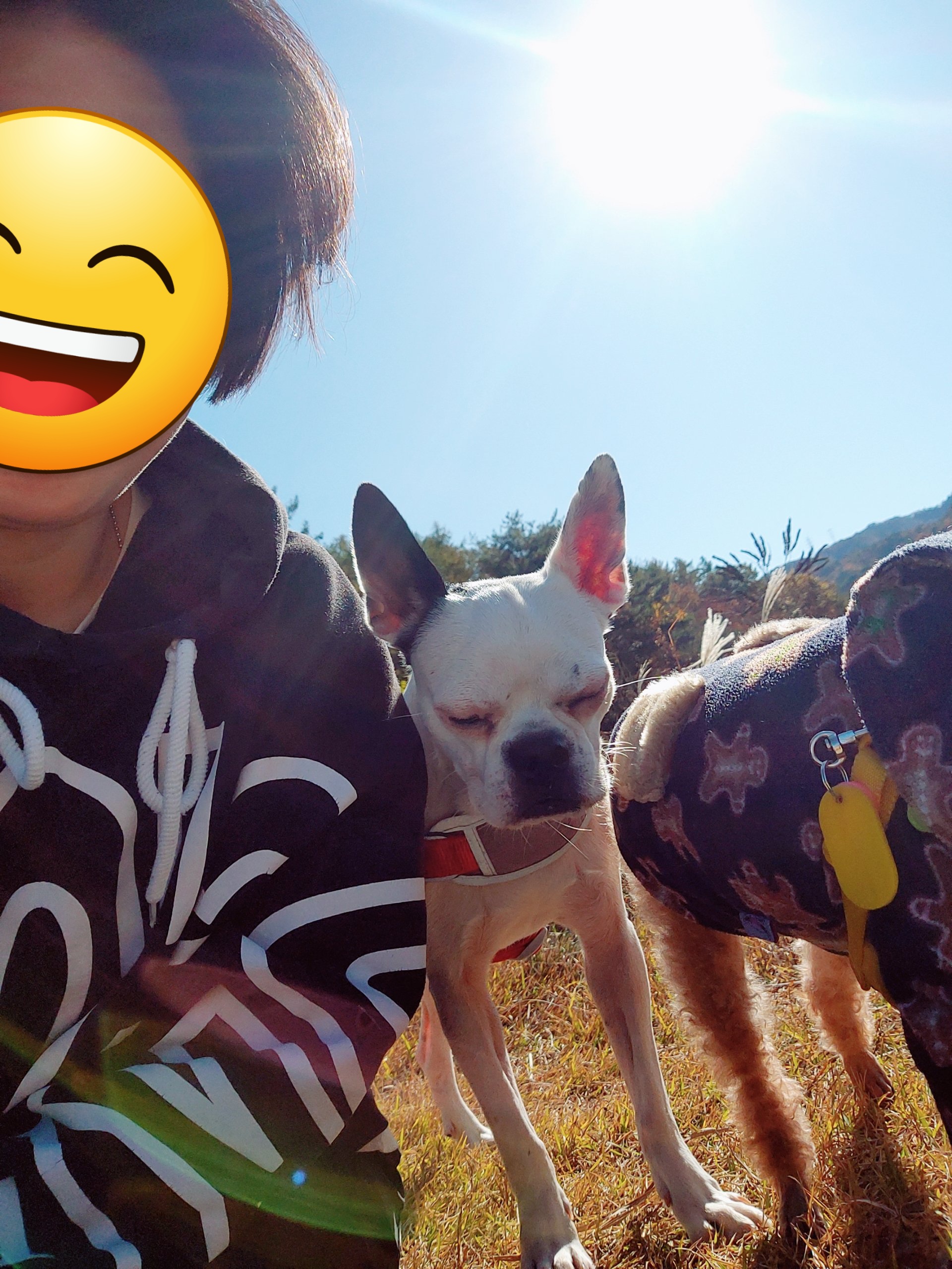 아인이(애디) 1년차 입양후기