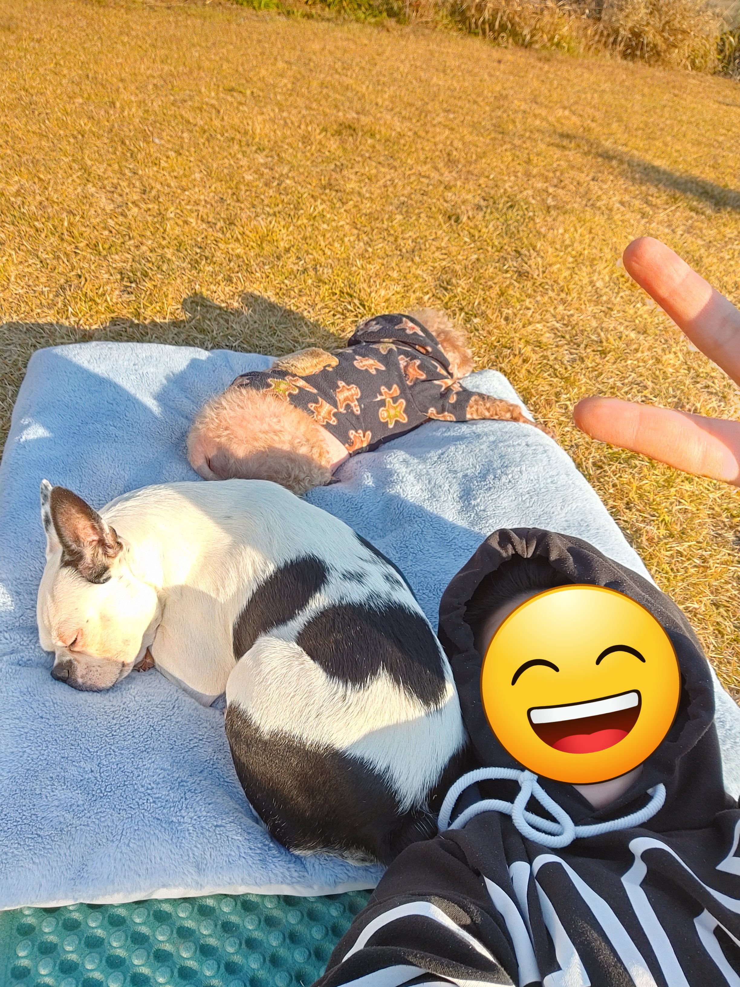 아인이(애디) 1년차 입양후기