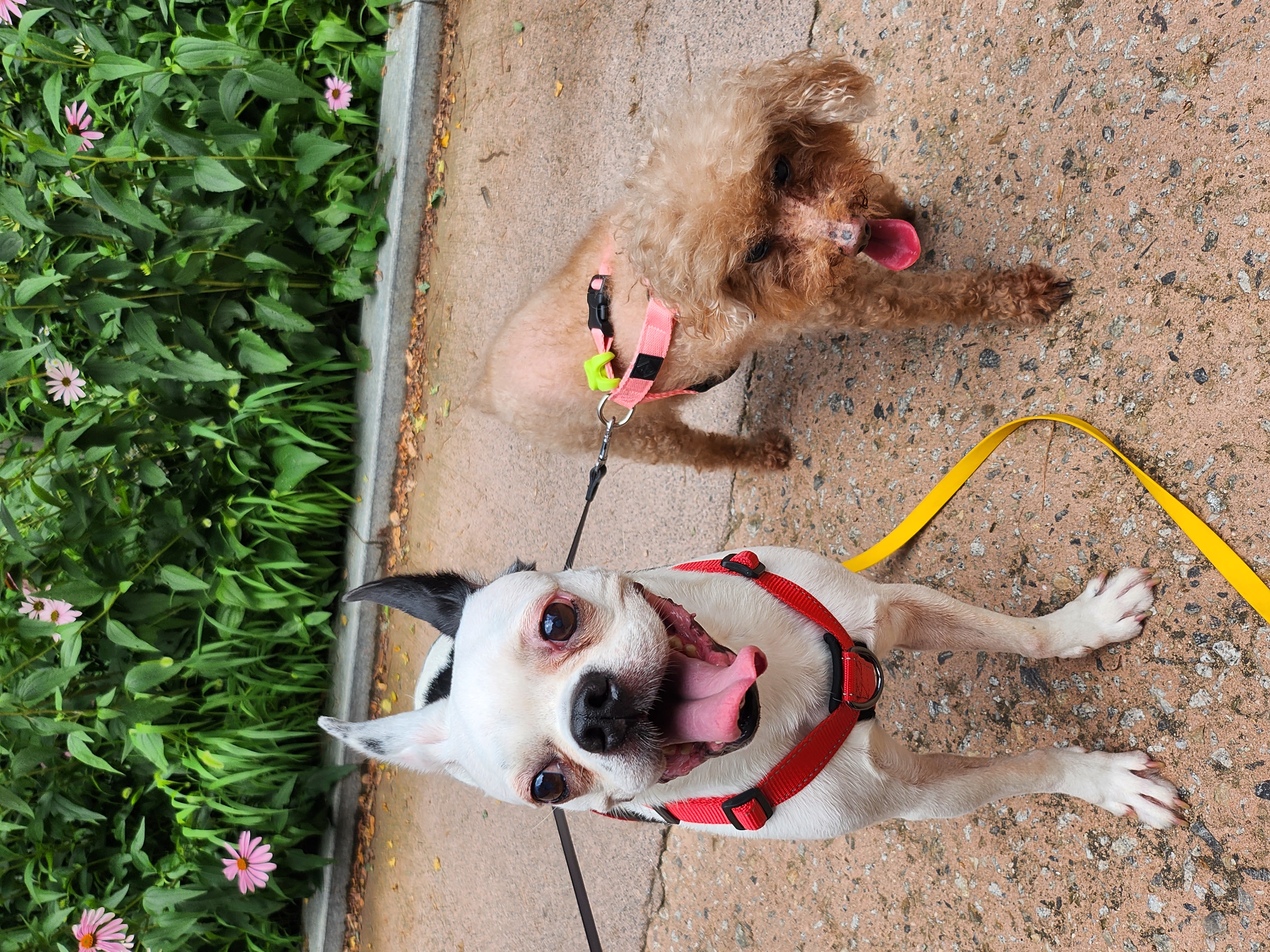 아인이(애디) 1년차 입양후기