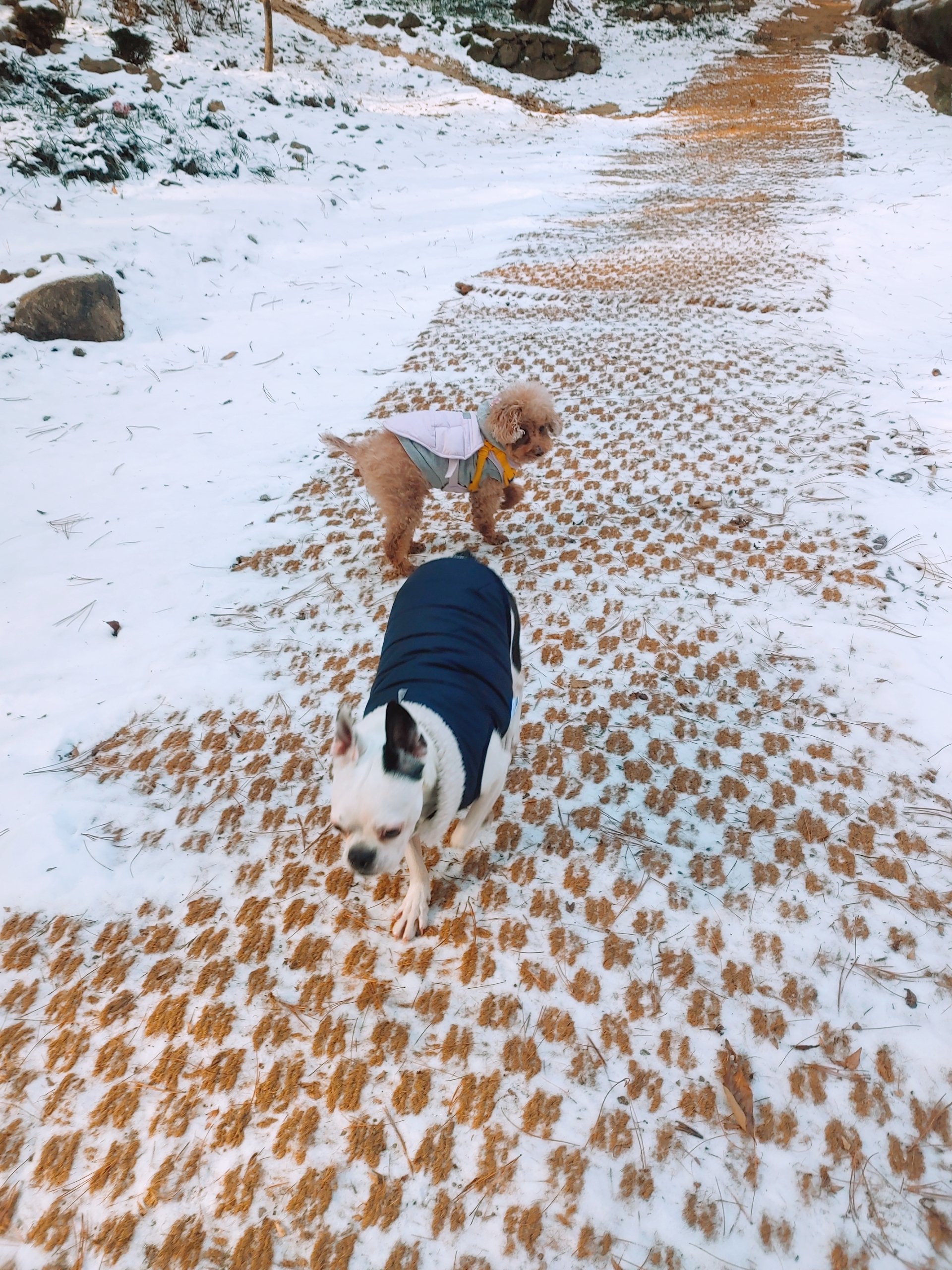 아인이(애디) 1년차 입양후기