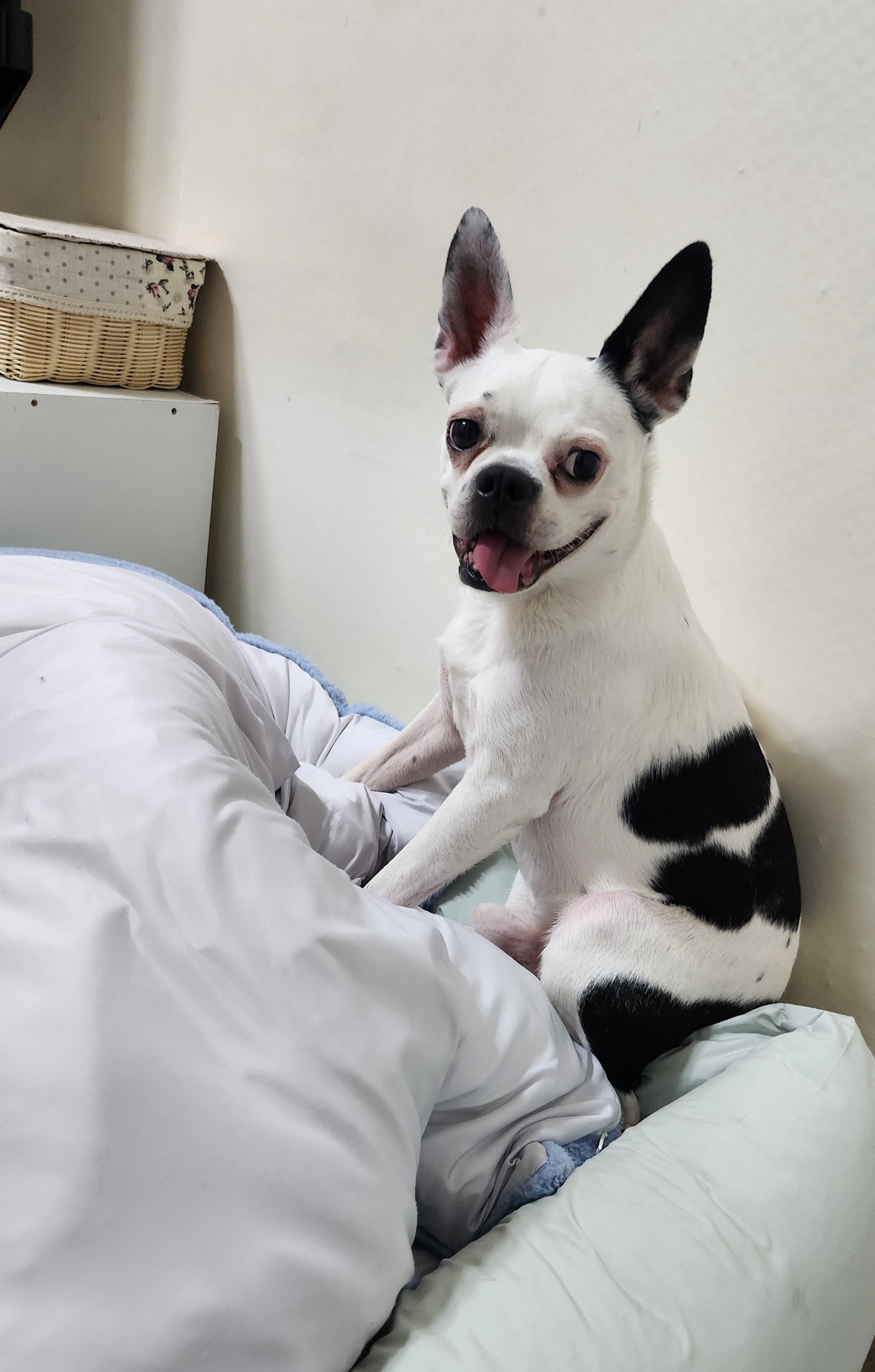 아인이(애디) 1년차 입양후기