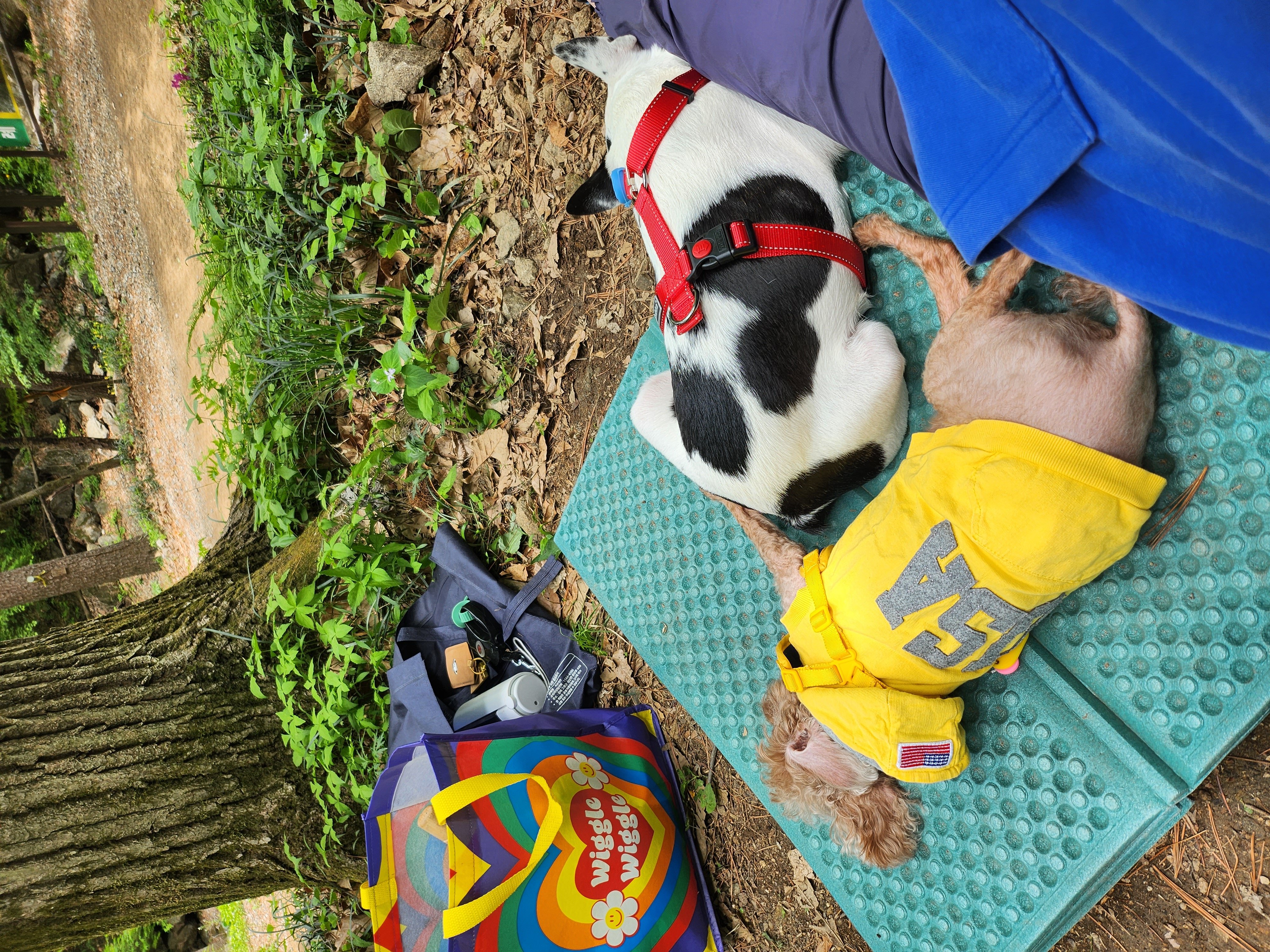 아인이(애디) 1년차 입양후기