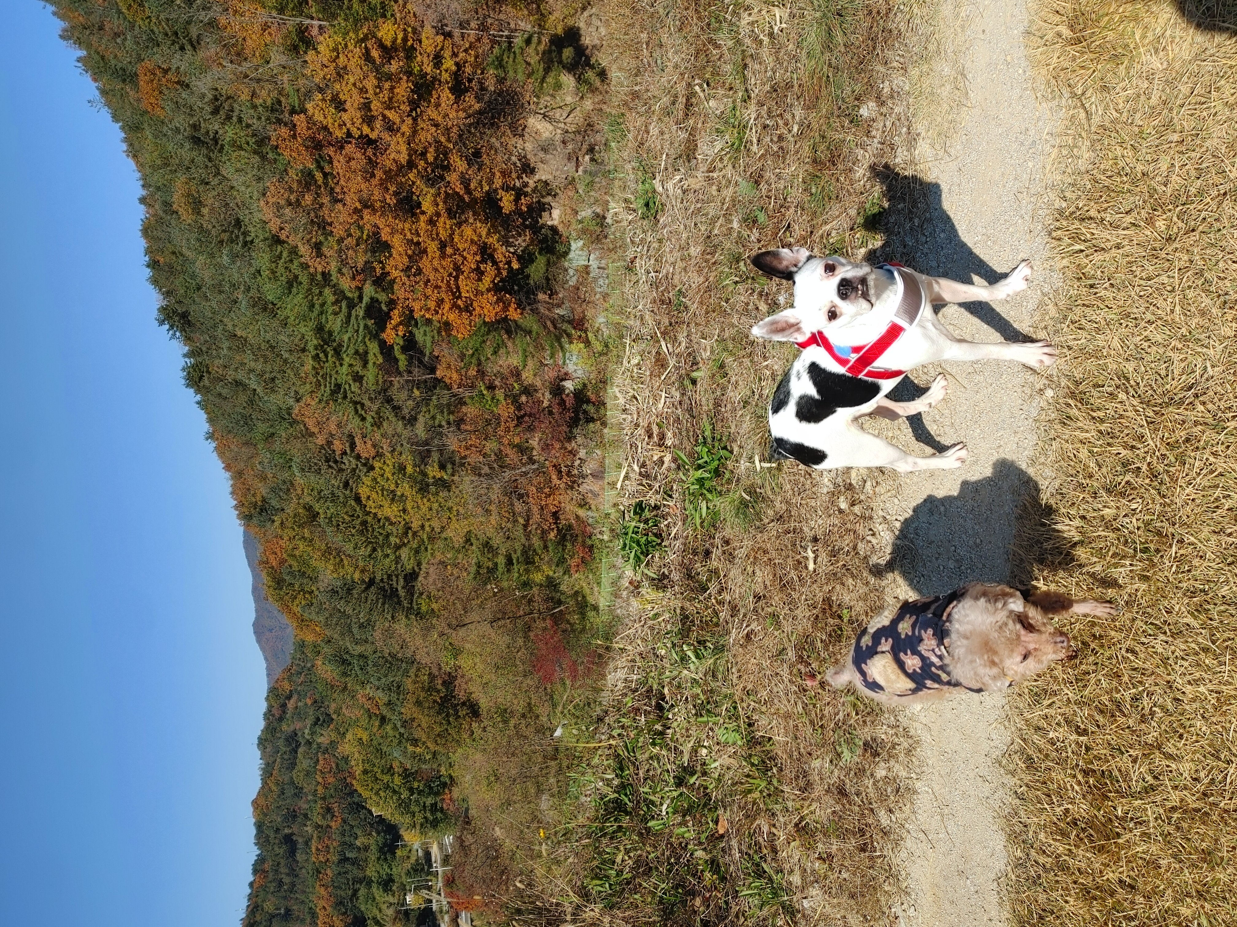아인이(애디) 1년차 입양후기