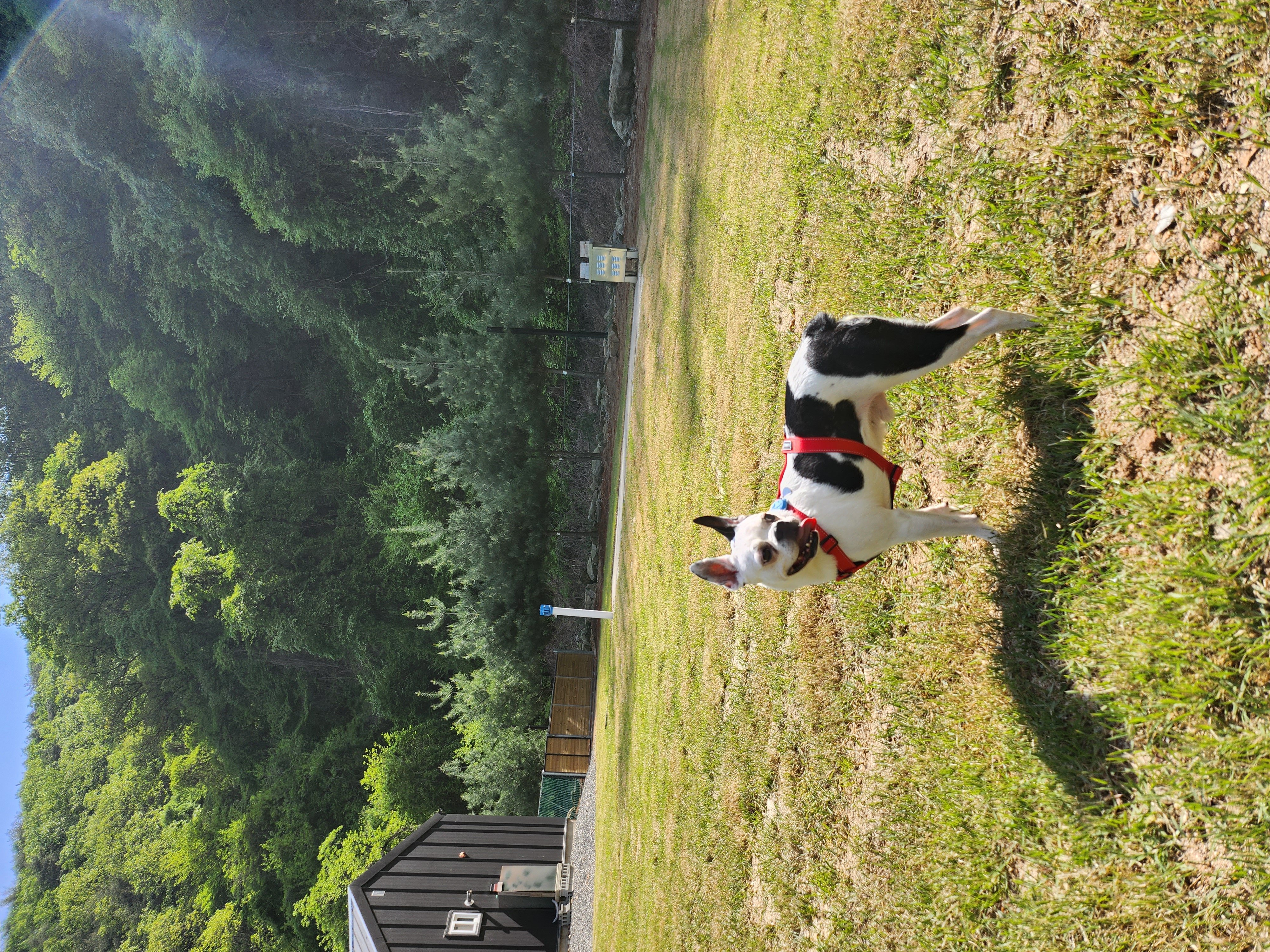 아인이(애디) 1년차 입양후기