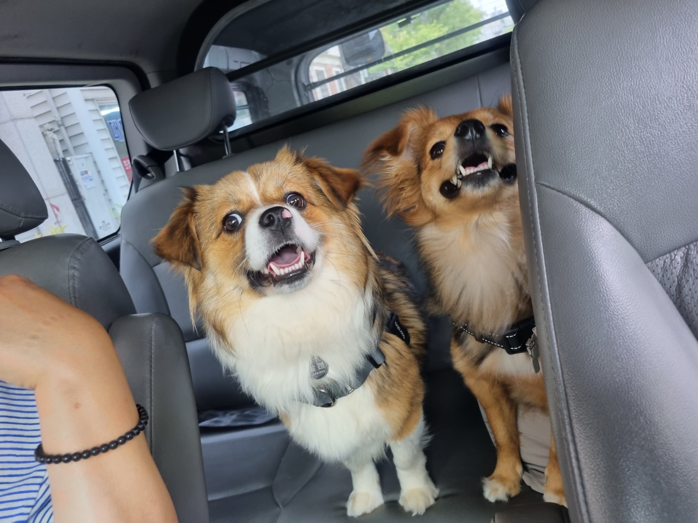 달래(해도)입양후기