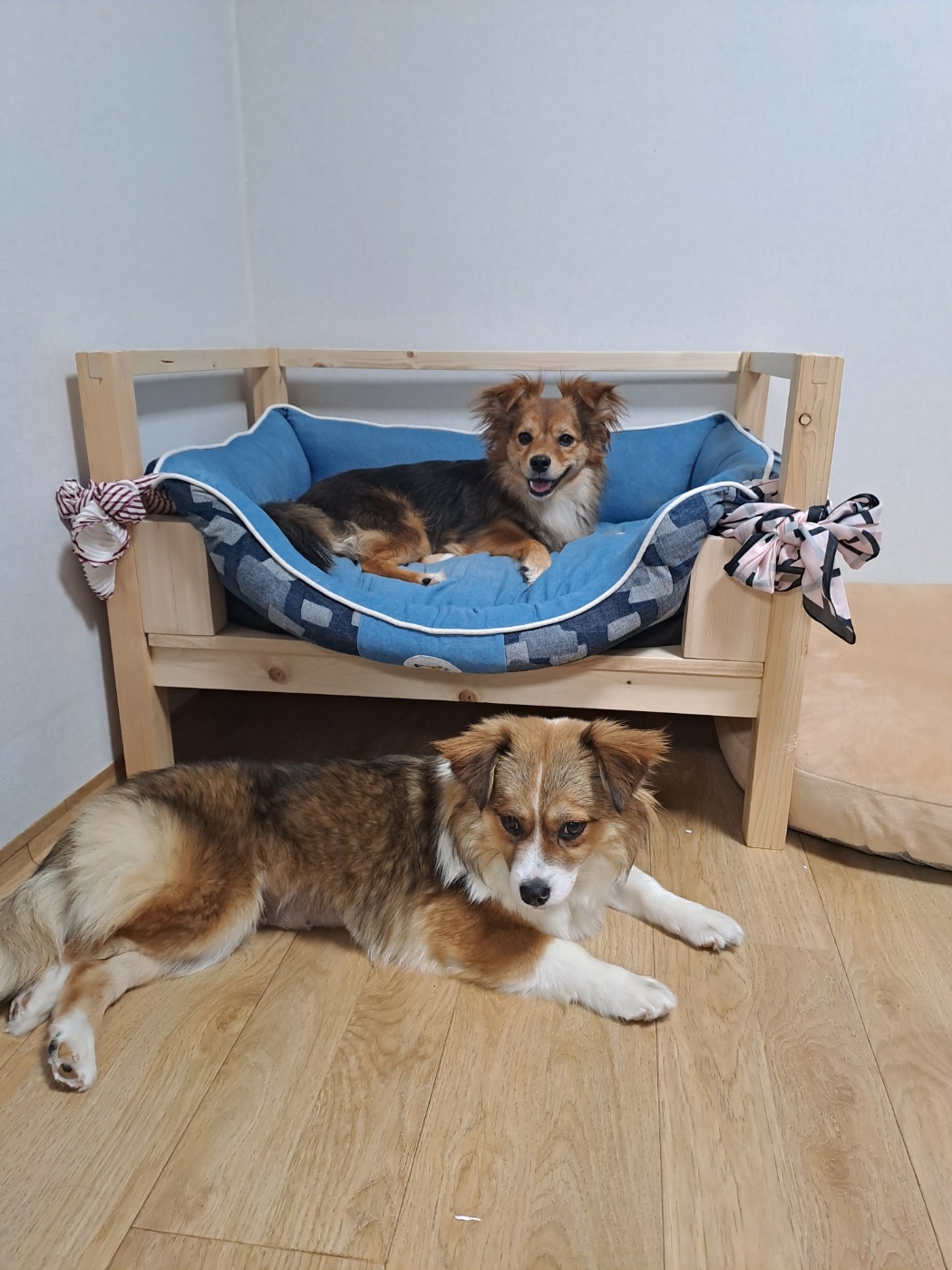 달래(해도)입양후기