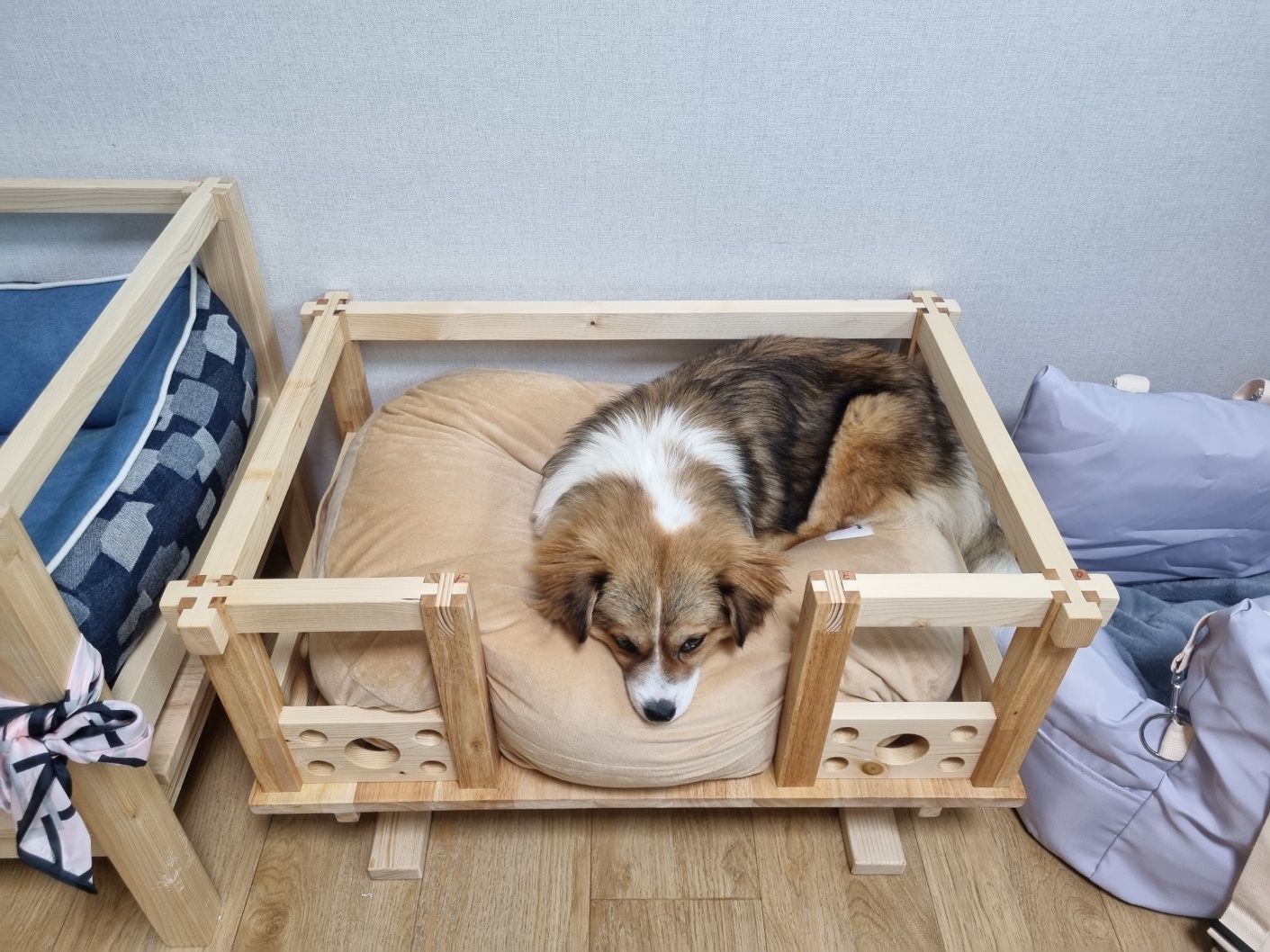 달래(해도)입양후기