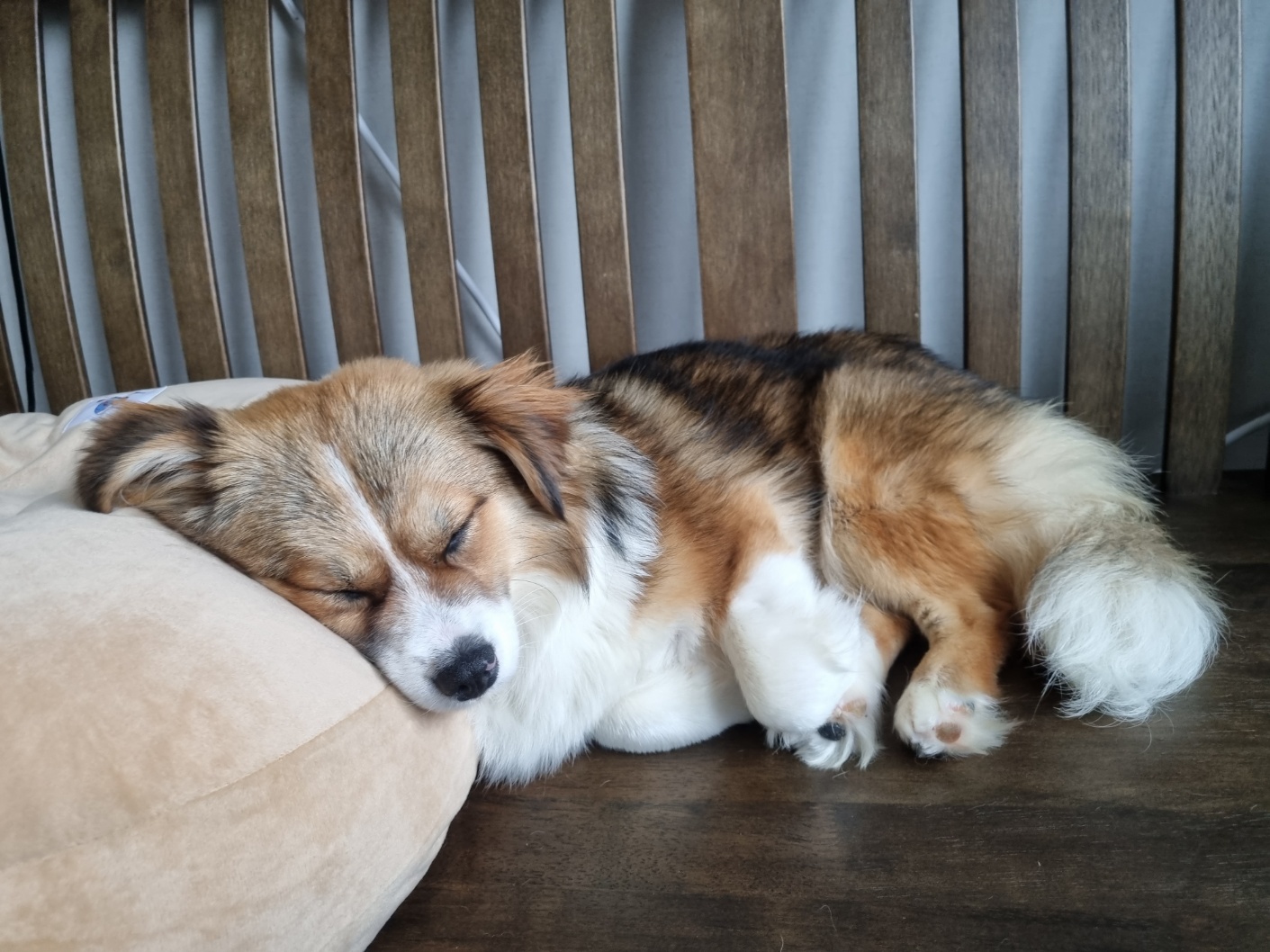 달래(해도)입양후기