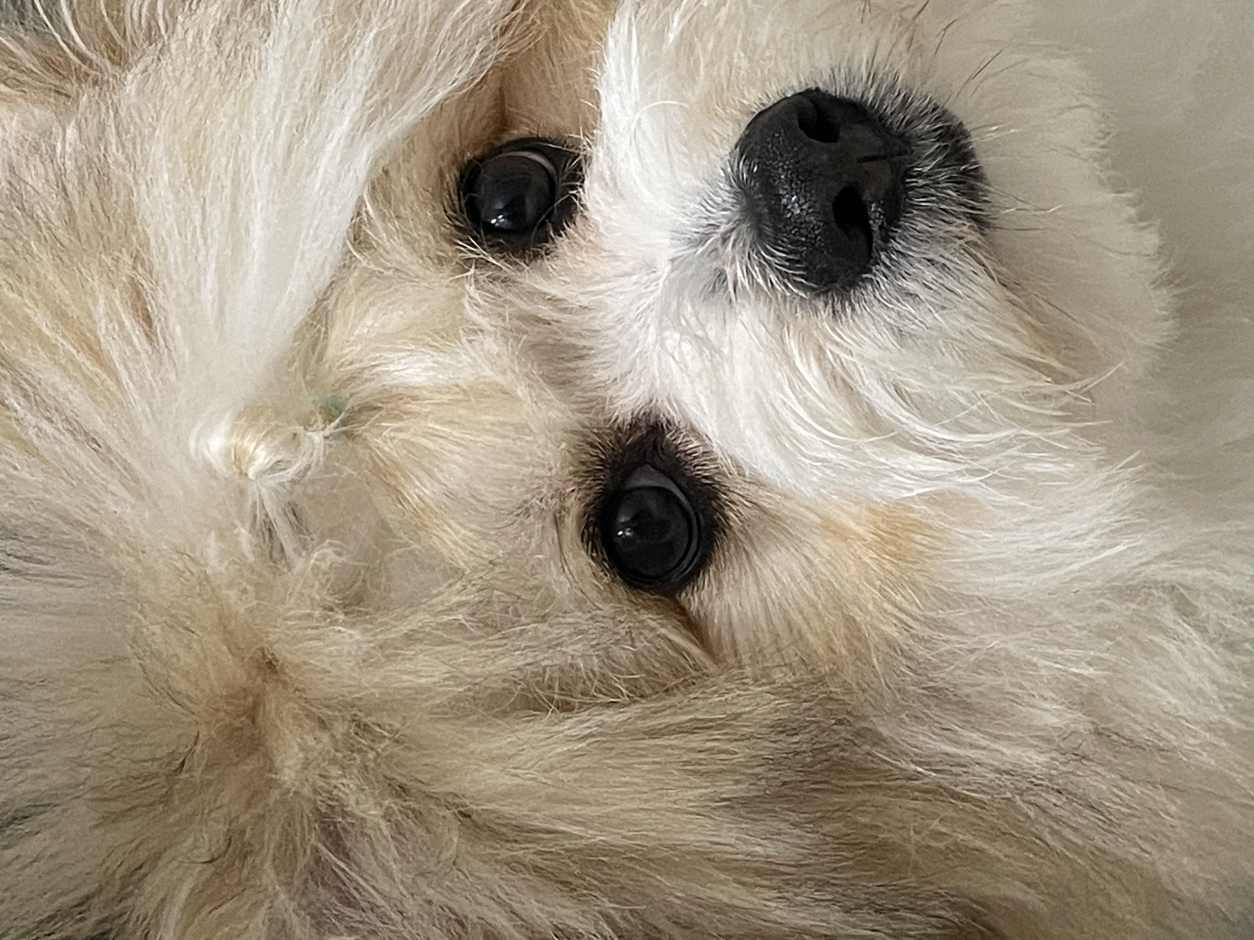 짱무(오복이)소식