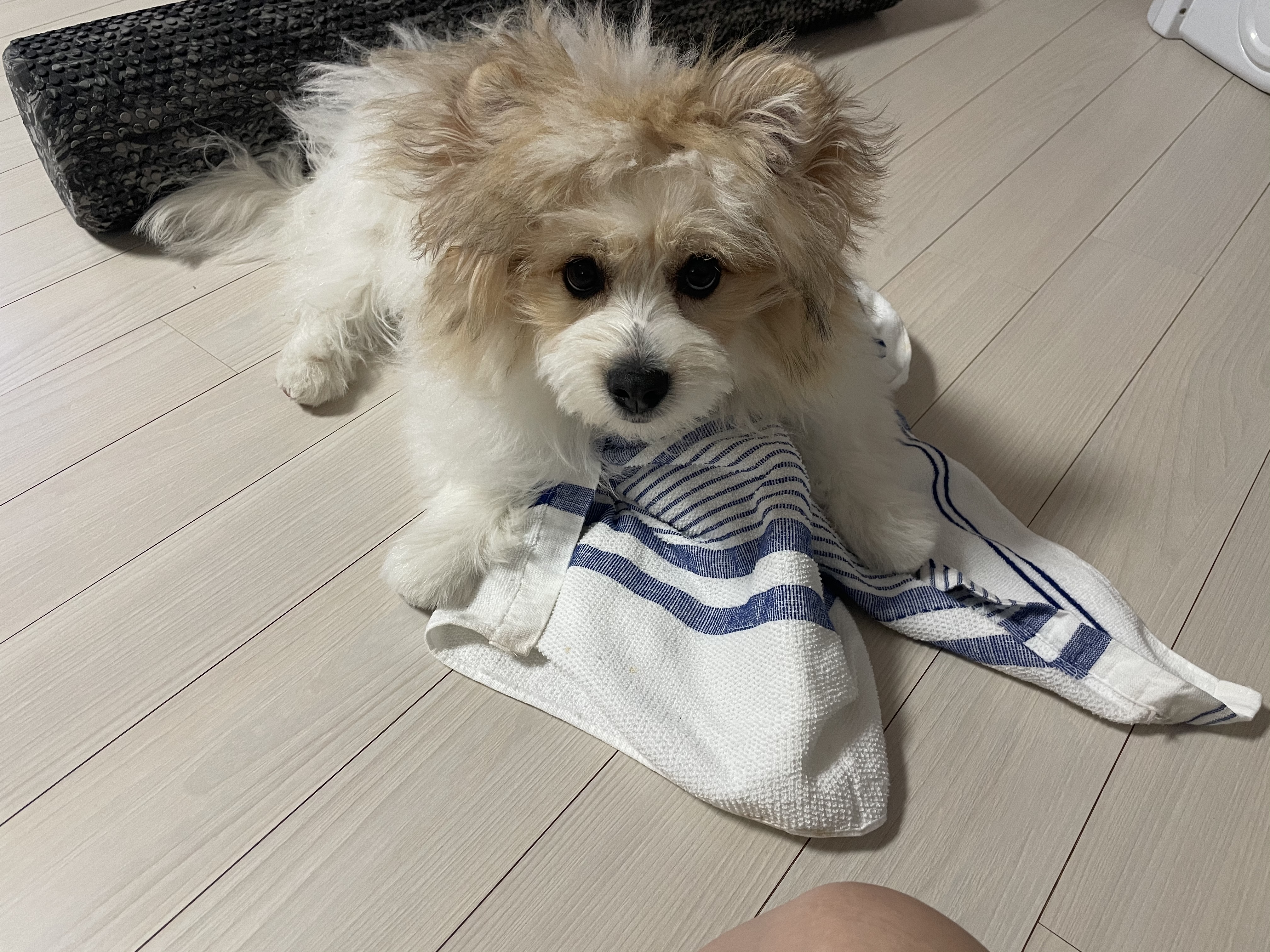 짱무(오복이)소식