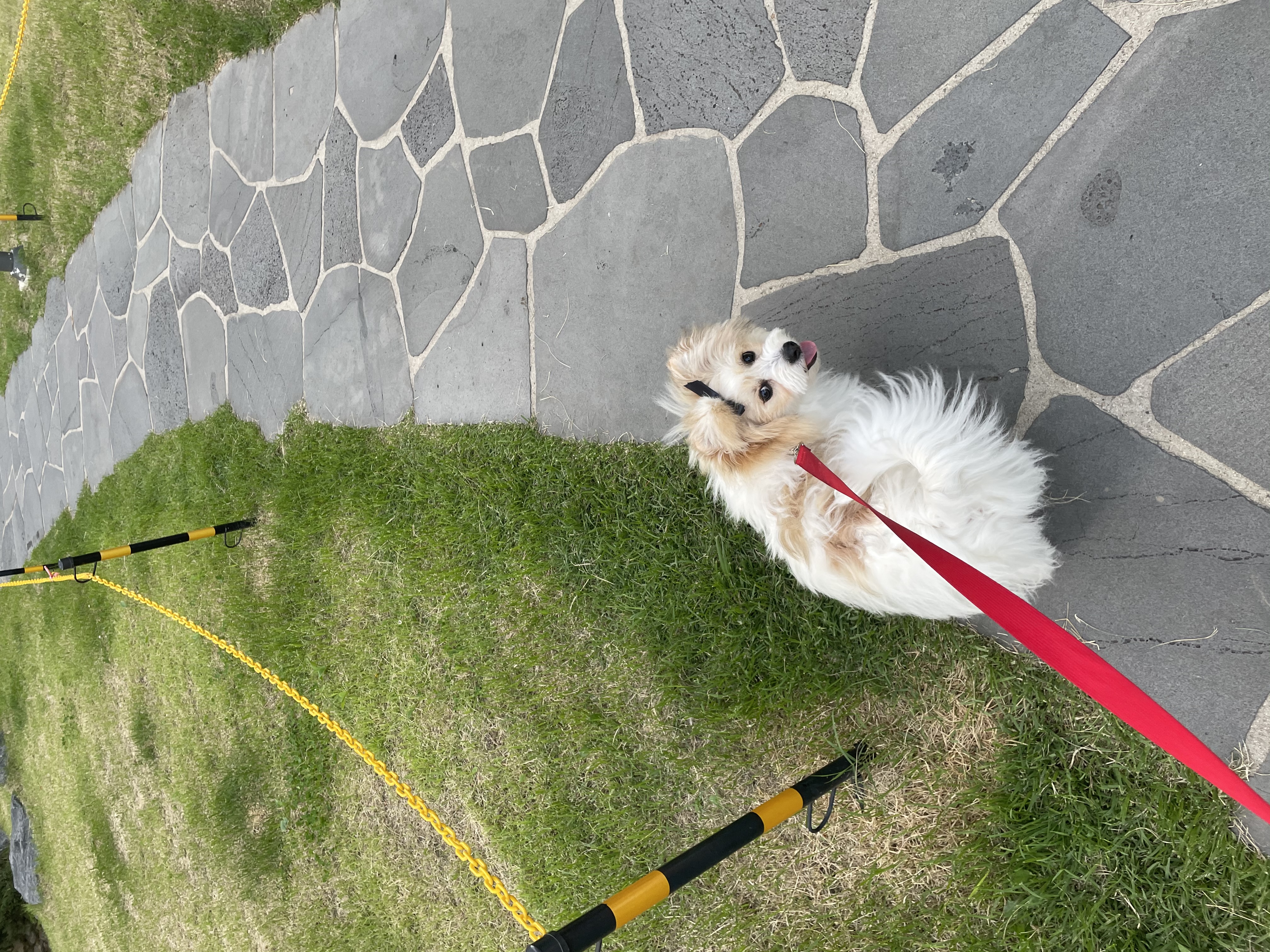 짱무(오복이)소식